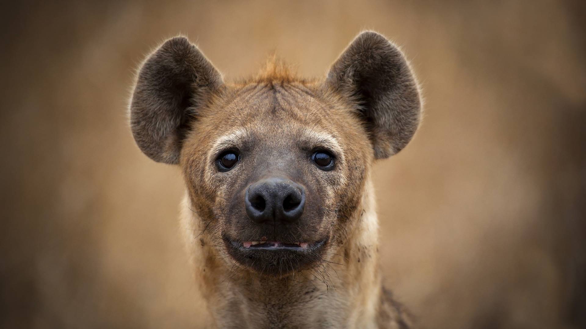 гиена, морда