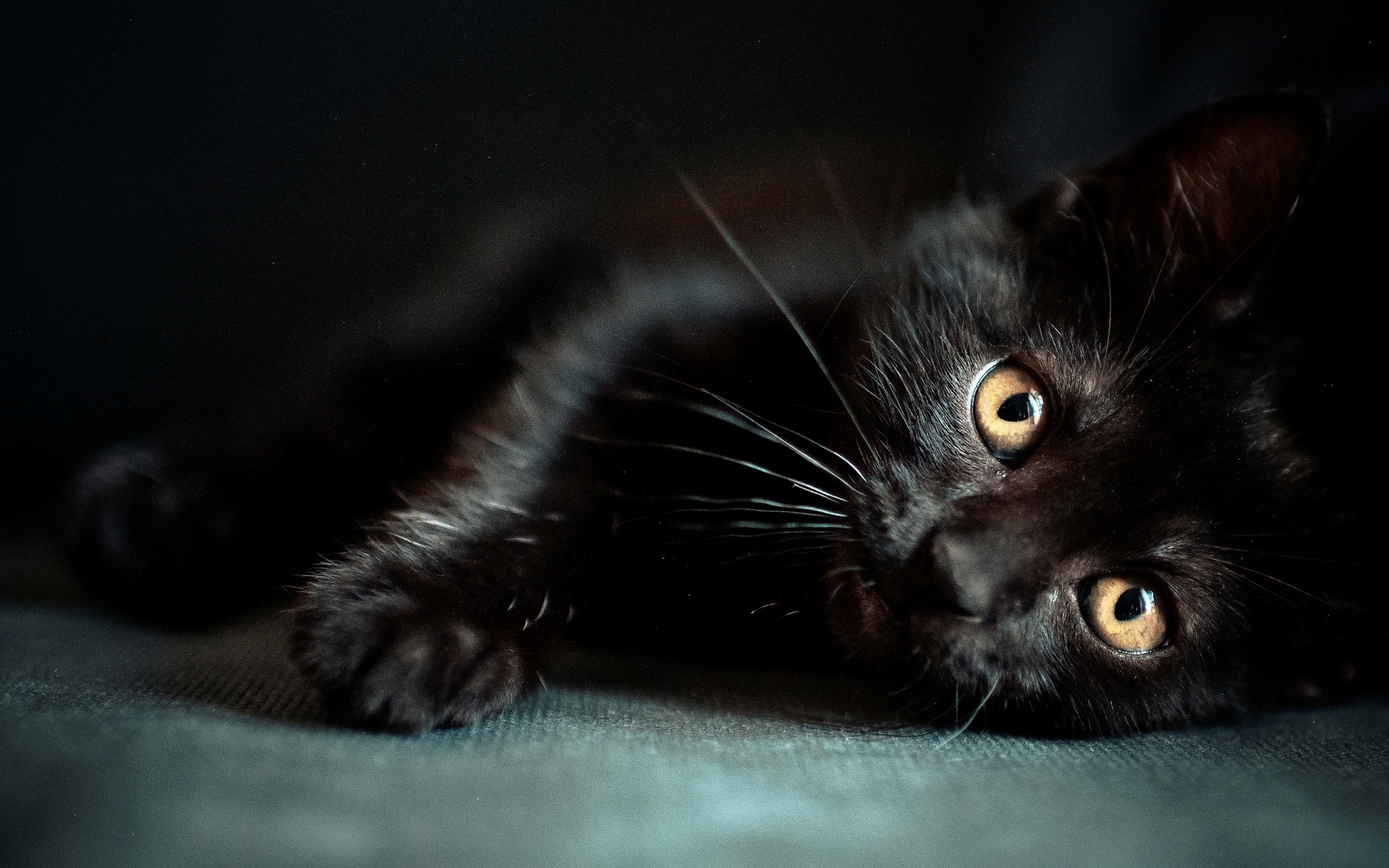 Черный кот бесплатно