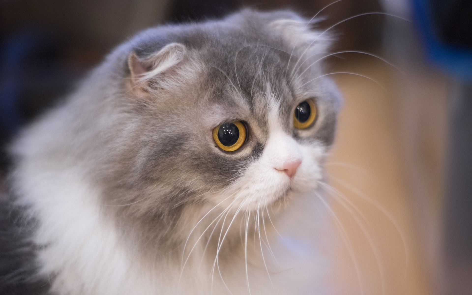 кошки, ус, вибриссы