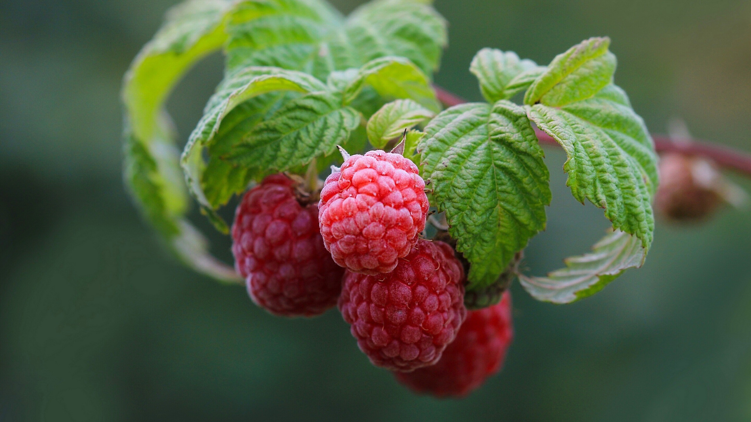 малина, домашние, дешево