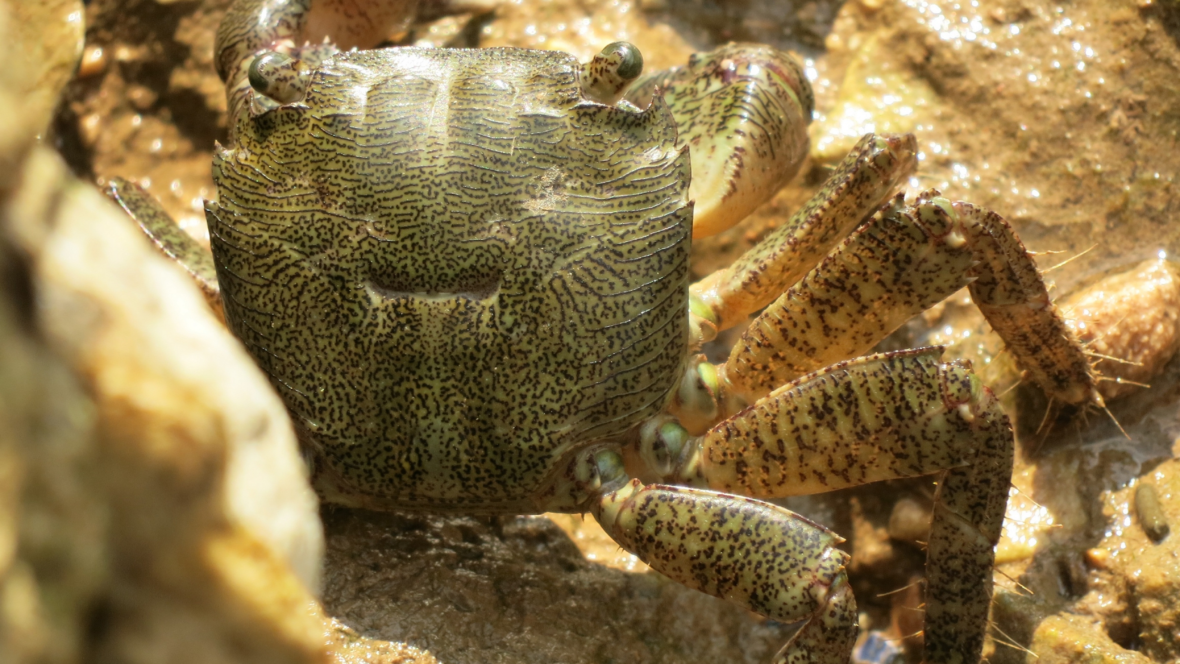 краб, камень, ты