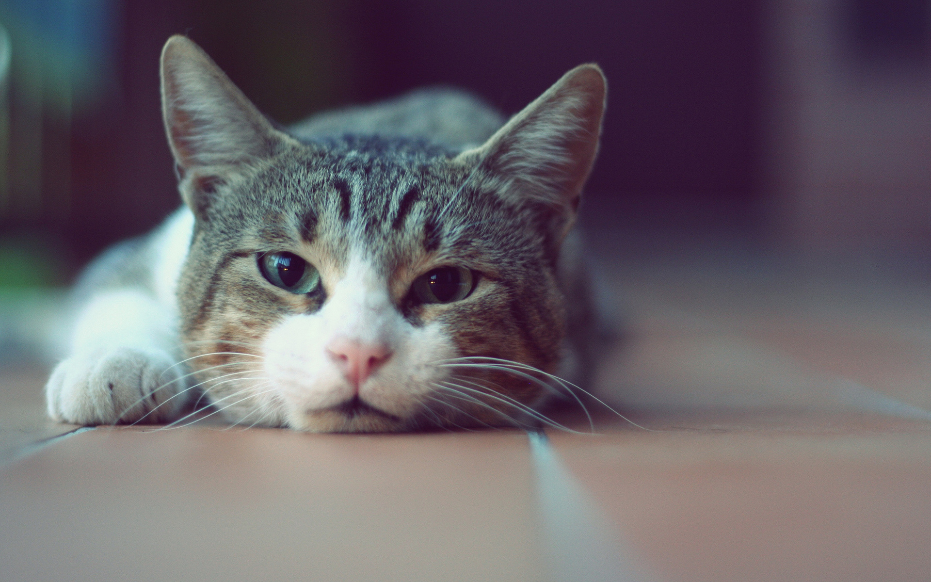 кот, котэ