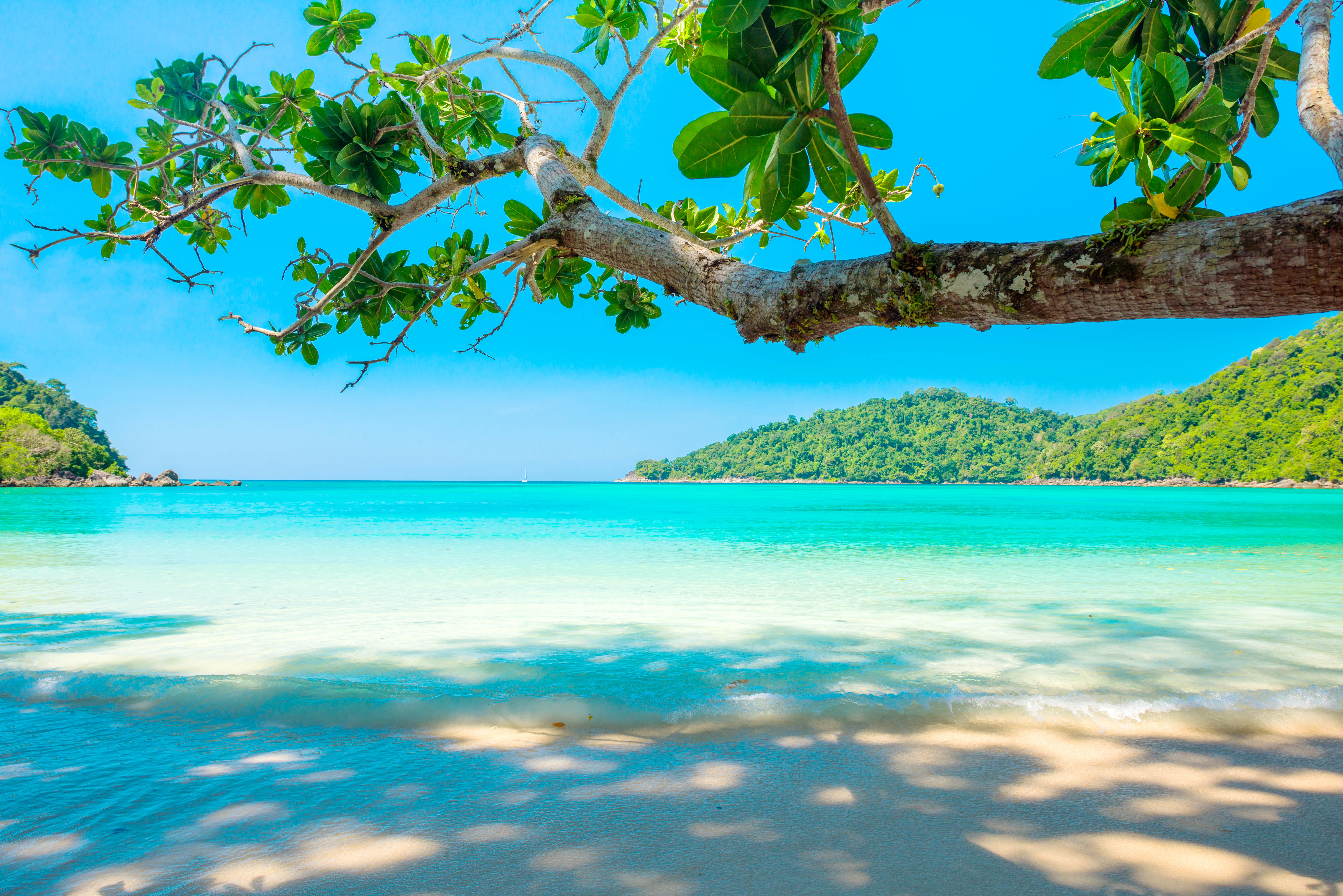 Beach tree. Красивые острова. Тропический остров. Тропический пляж. Тропики пляж.