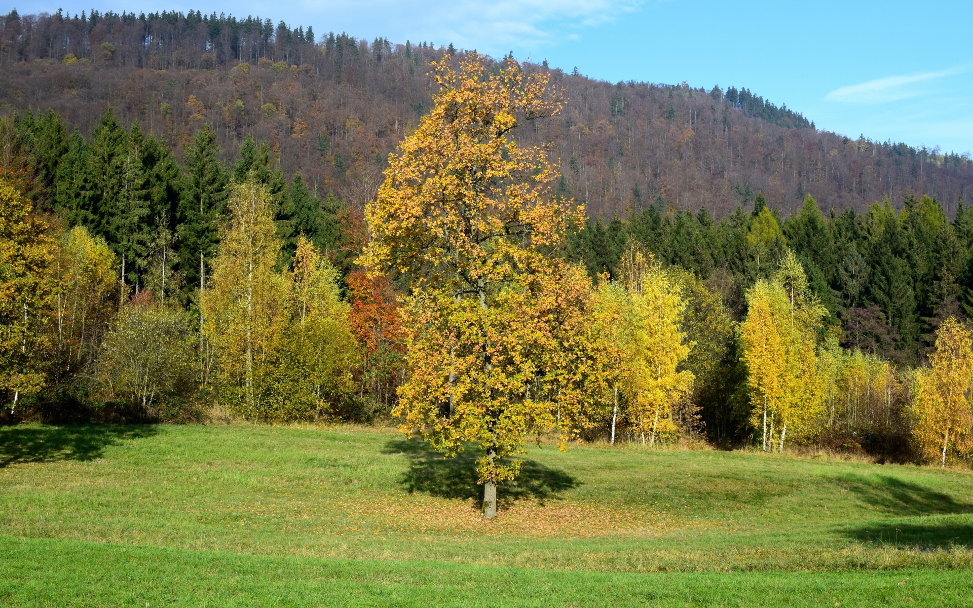 xminusone, здесь, лес