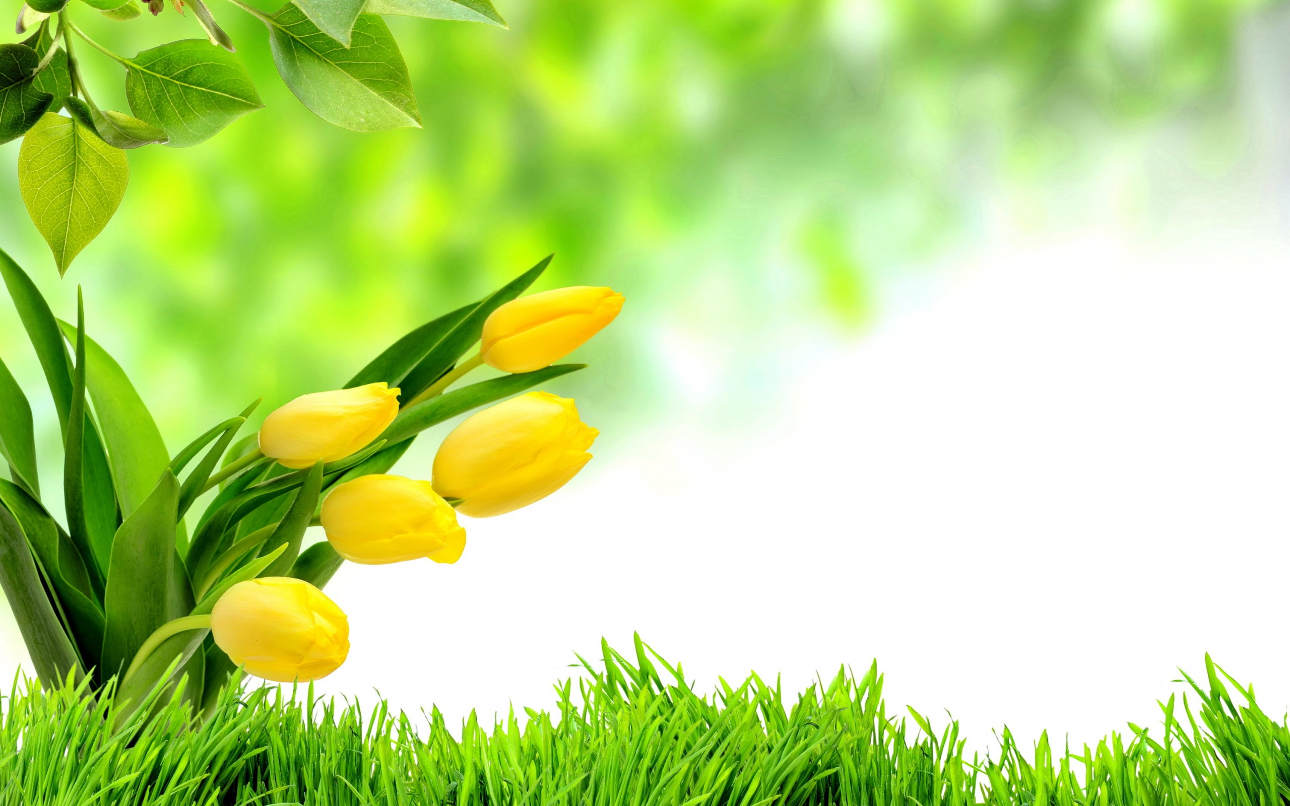 37380 Разрешение 2560x1600