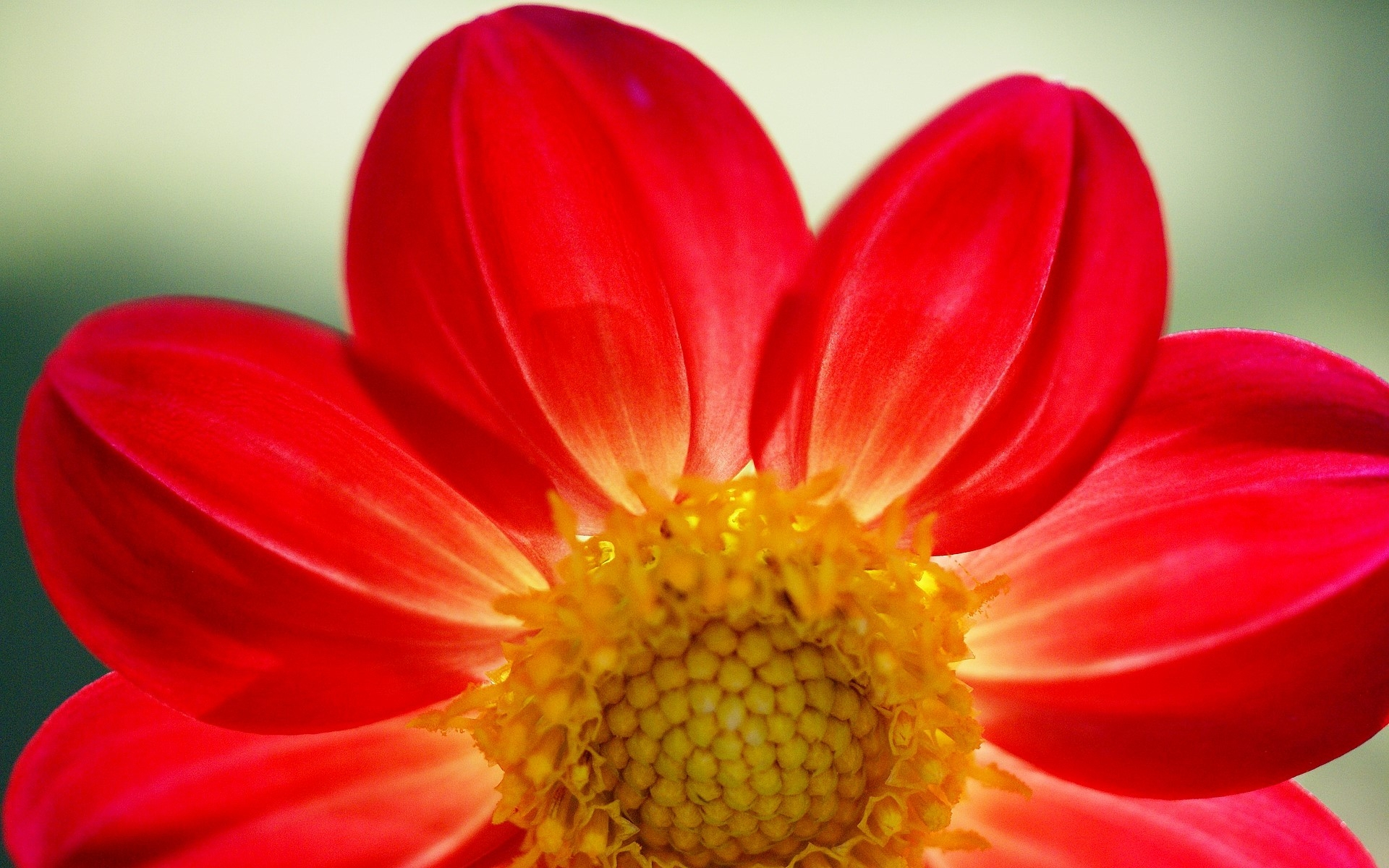 flowers, red, цветы