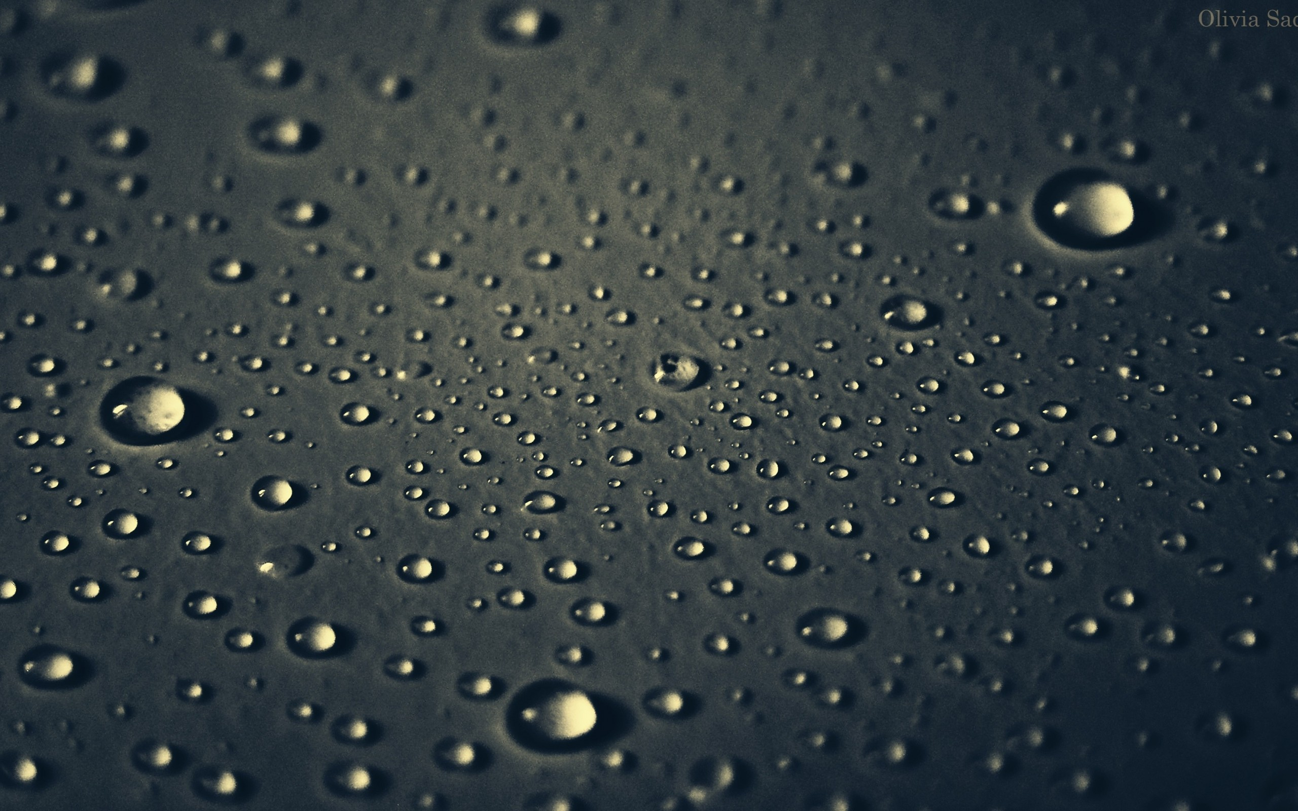 drops, macro Фон № 19554 разрешение 2560x1600