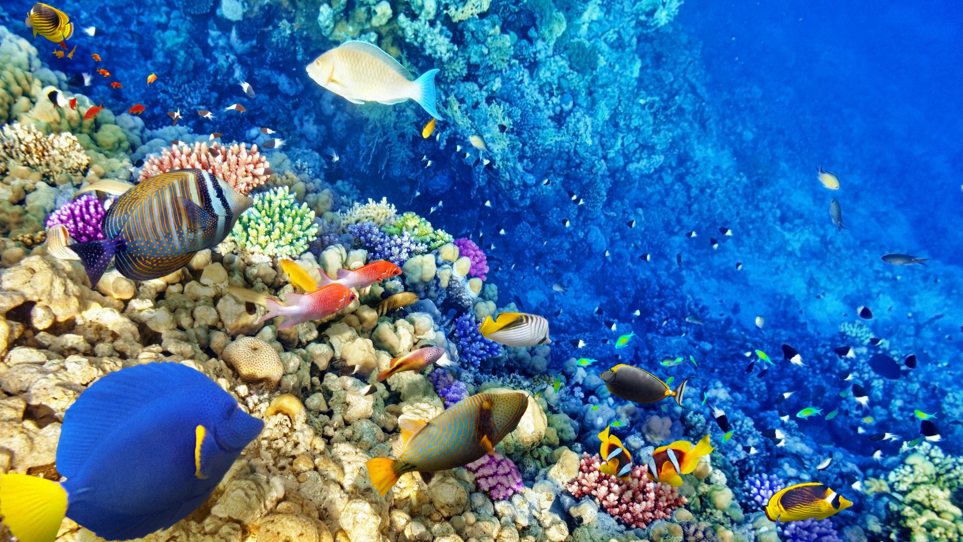 world, underwater