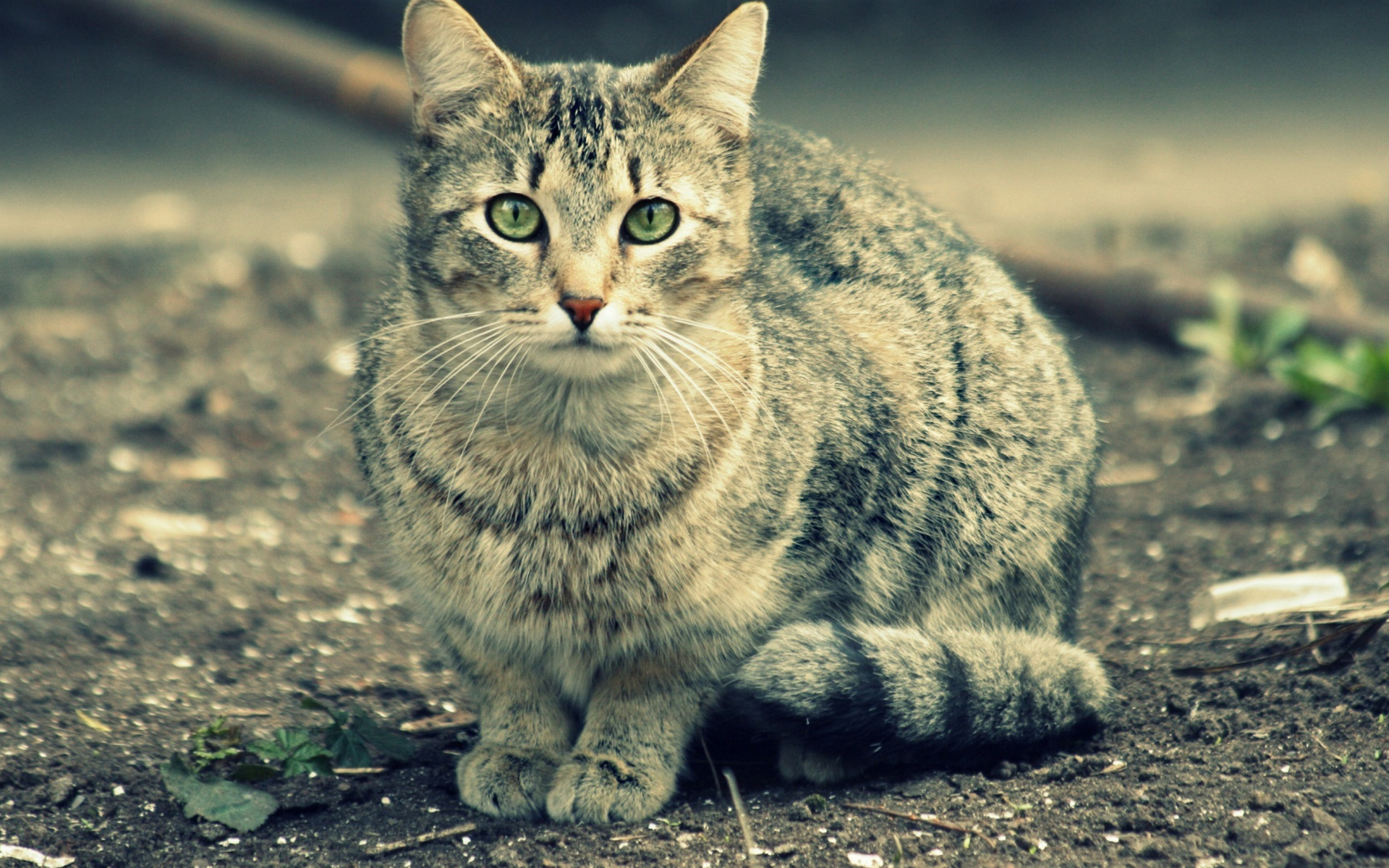 зеленые, кошак