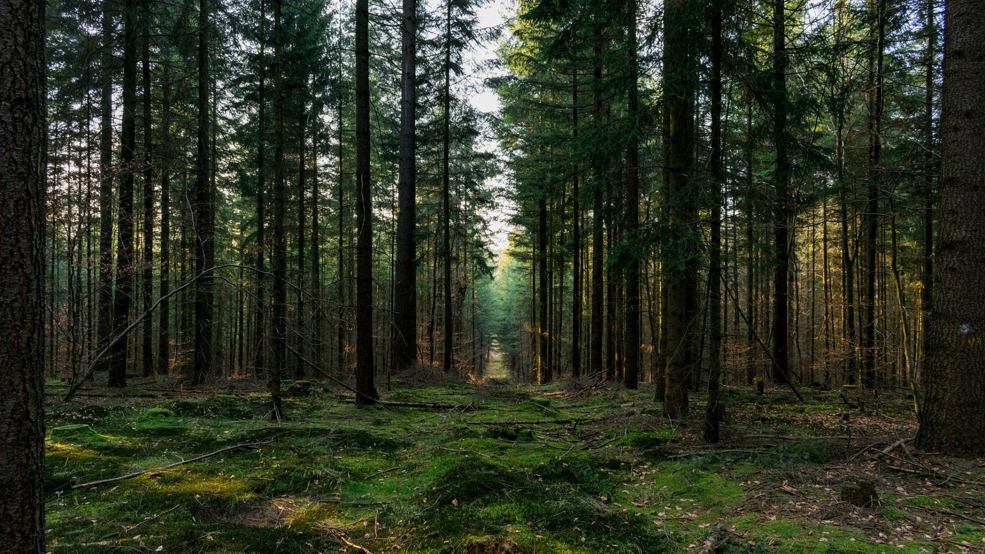 музыка, кино, роялти