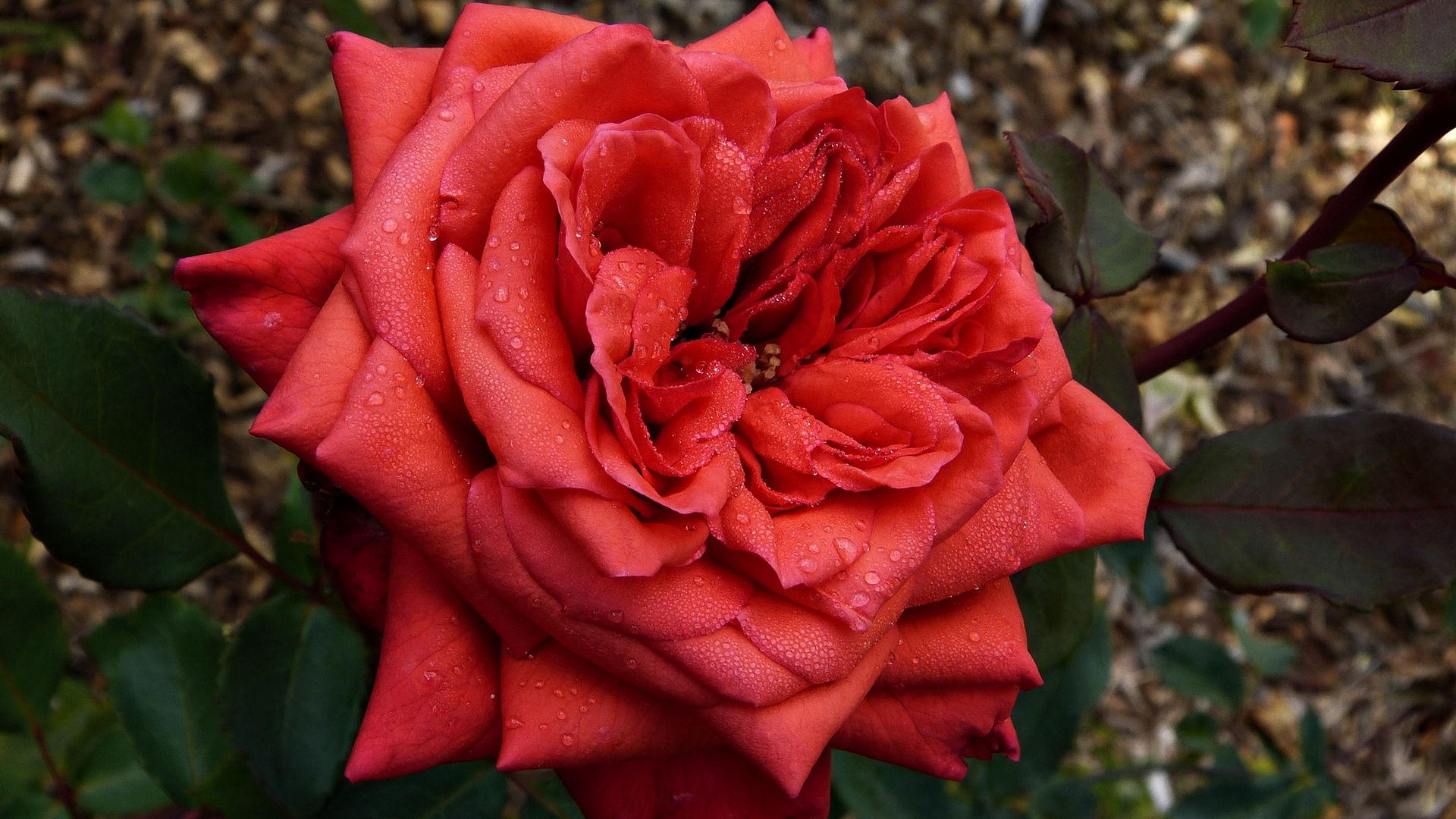 kéпик, фотографии, videók