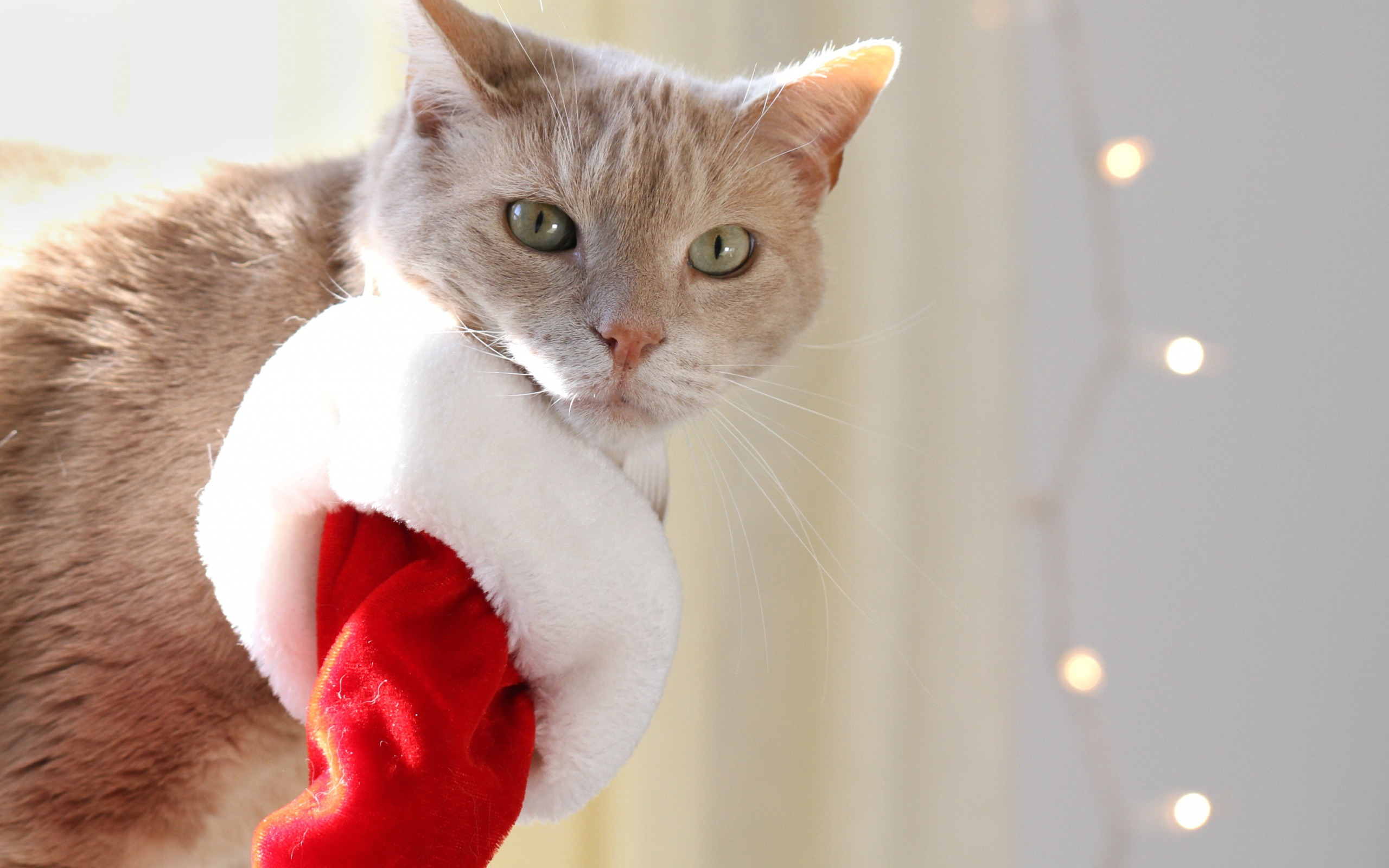 теме, широкоформатные, фотографий