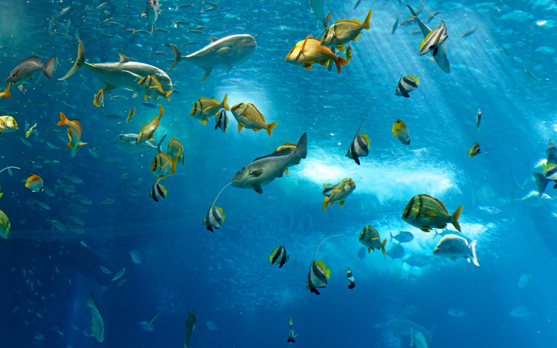 fish, море, ocean