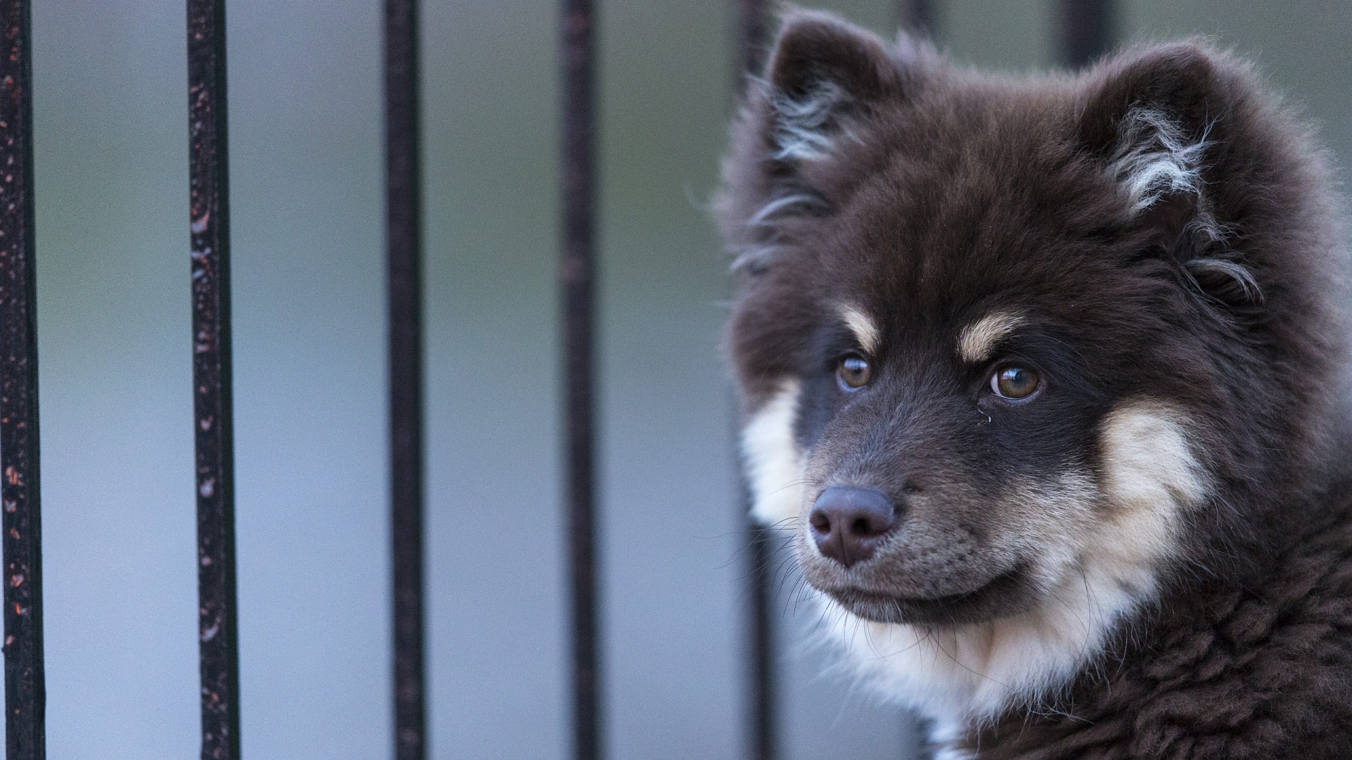 андроид, лапшпин, финский