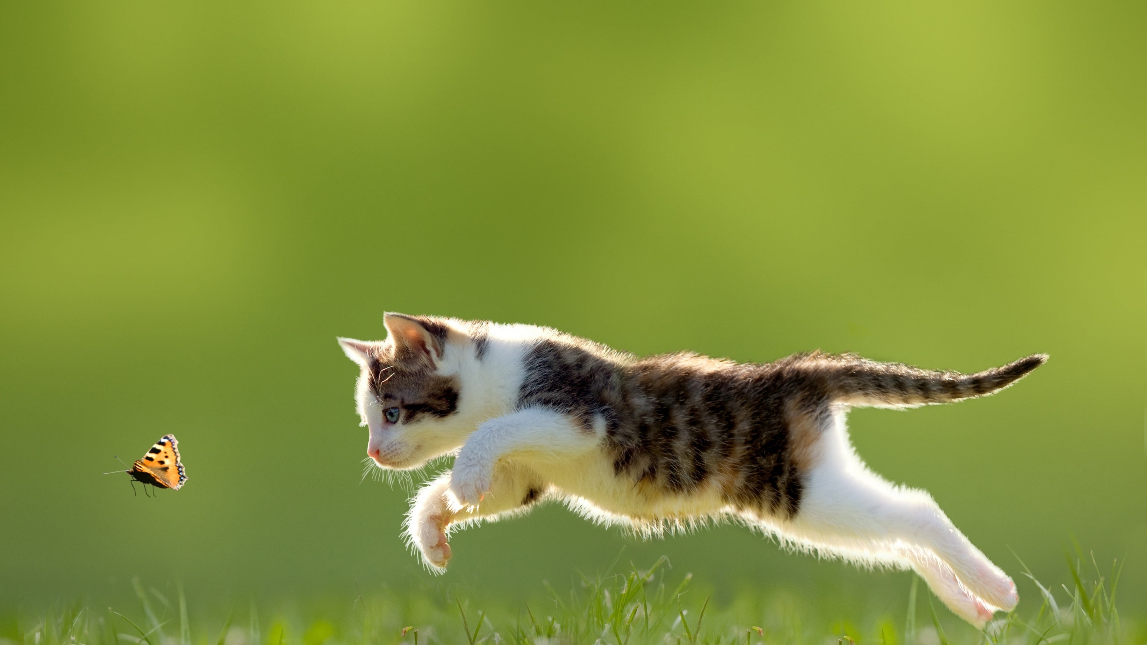 Cat run