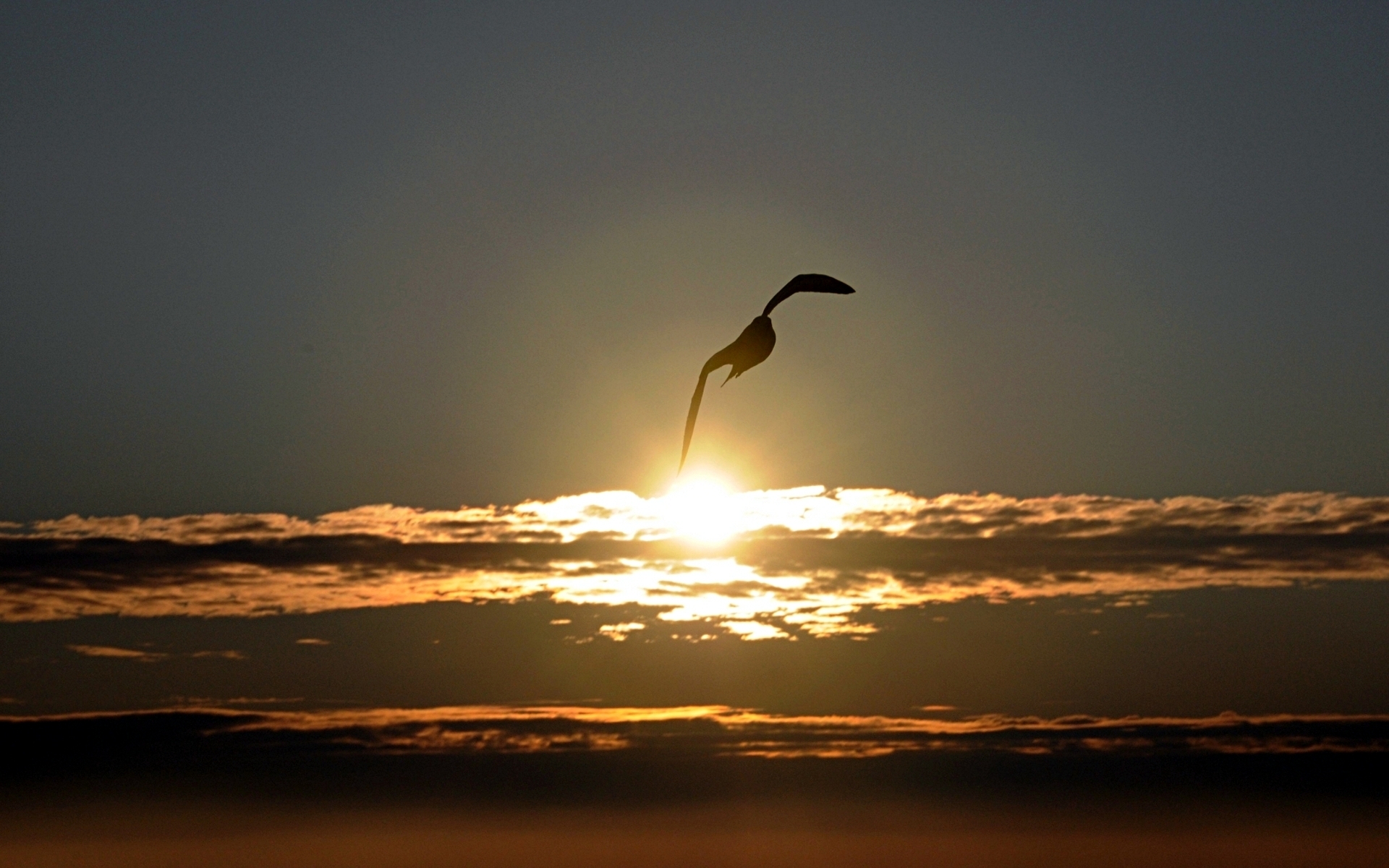 Чайка на фоне солнца скачать