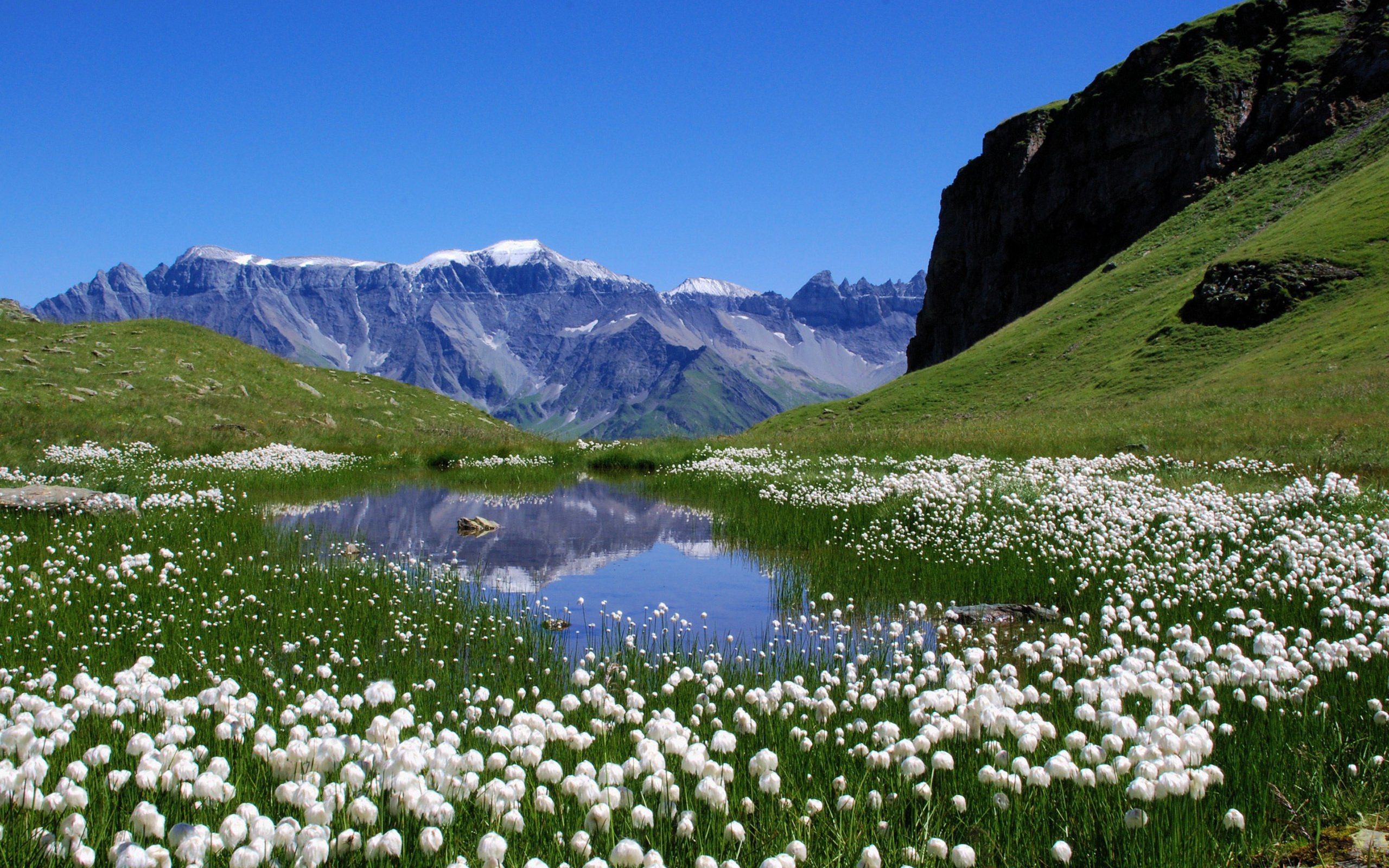 alpin, tundra, çayırlar