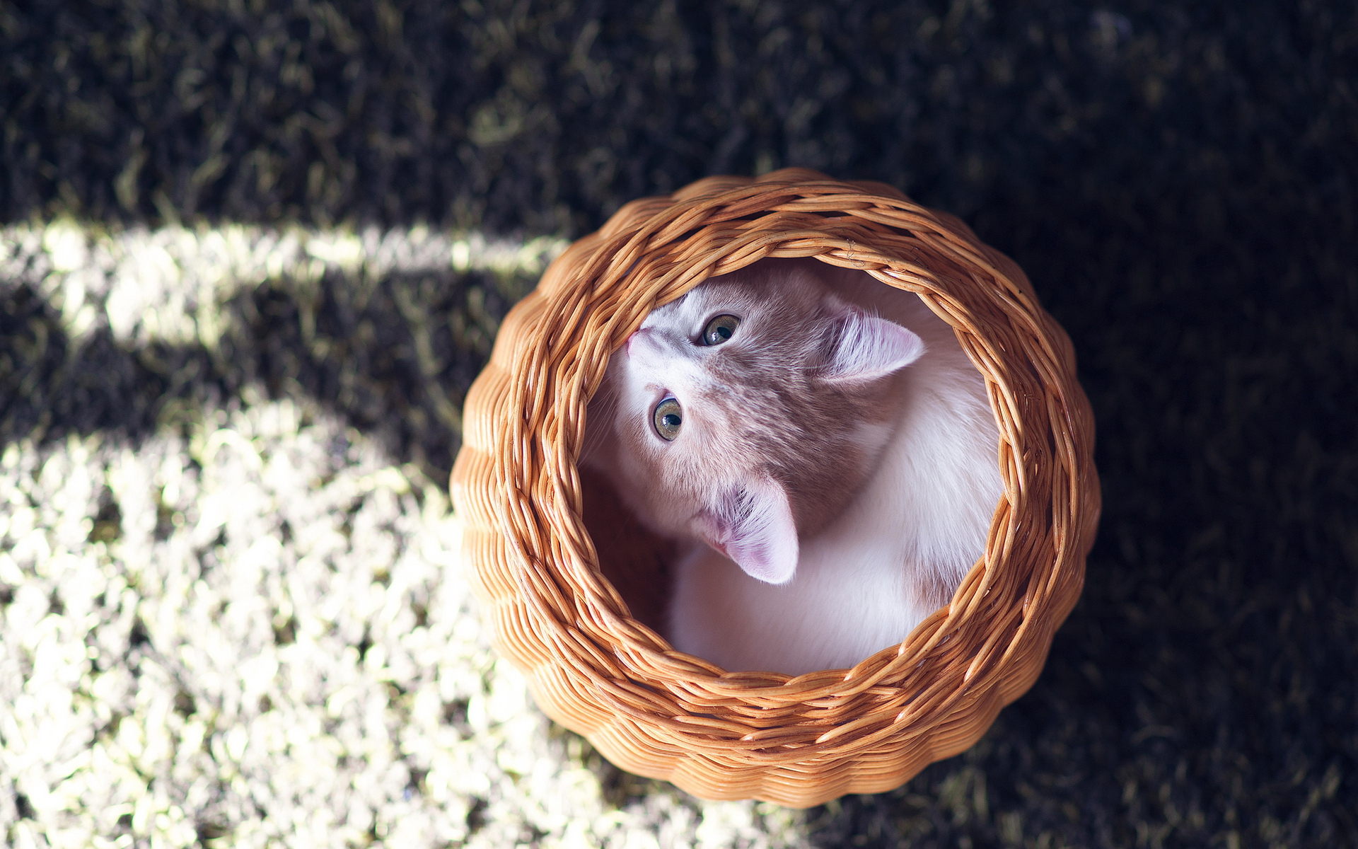 корзина, котенок, кот