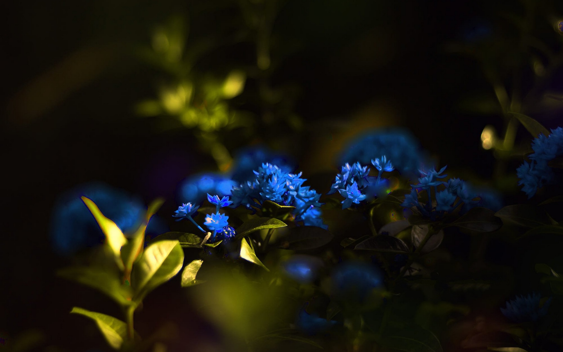 Поменяйся синим. Голубые цветы. Синие растения. Красивый синий цвет. Синие цветочки.