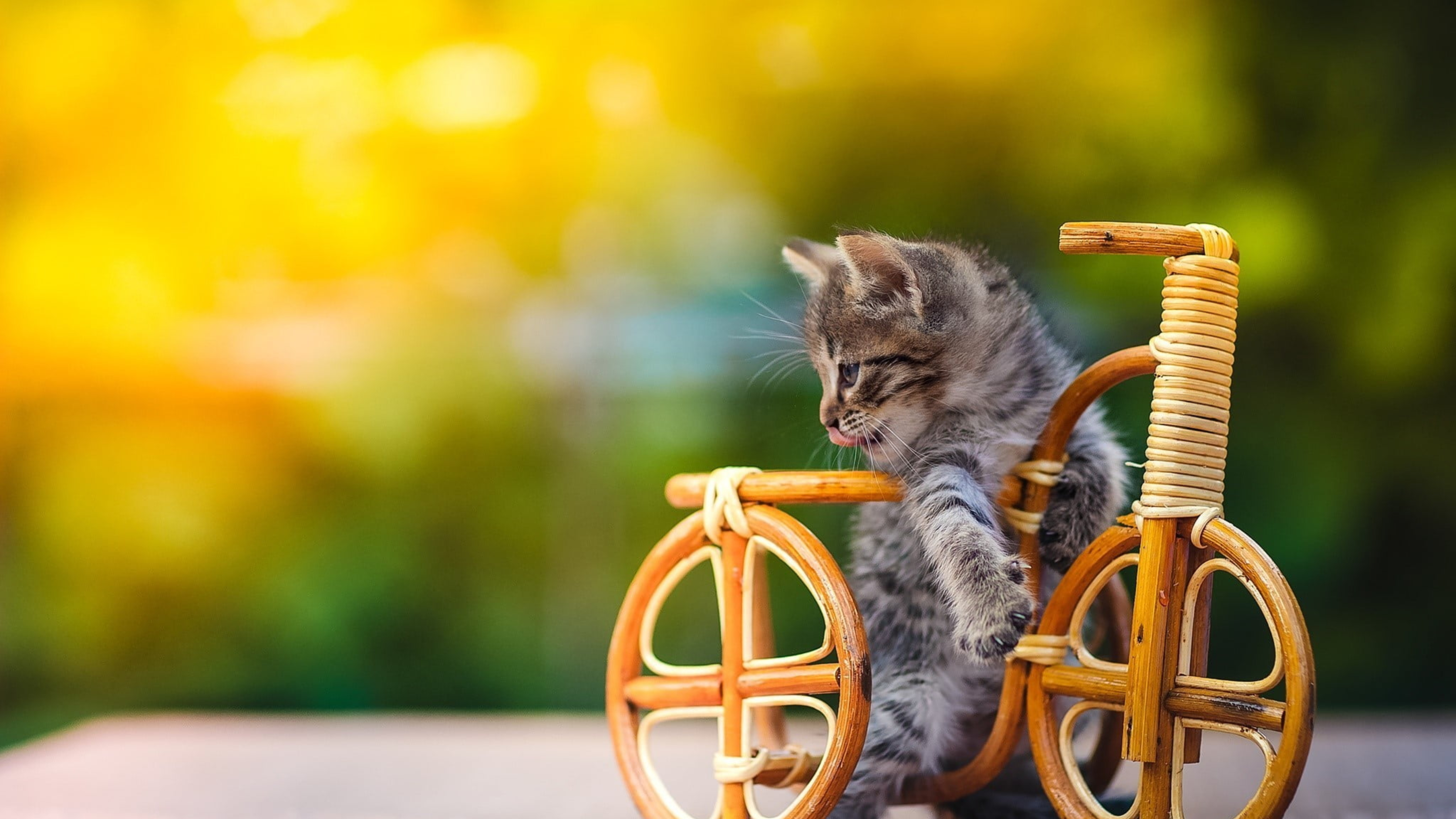 Cat bike