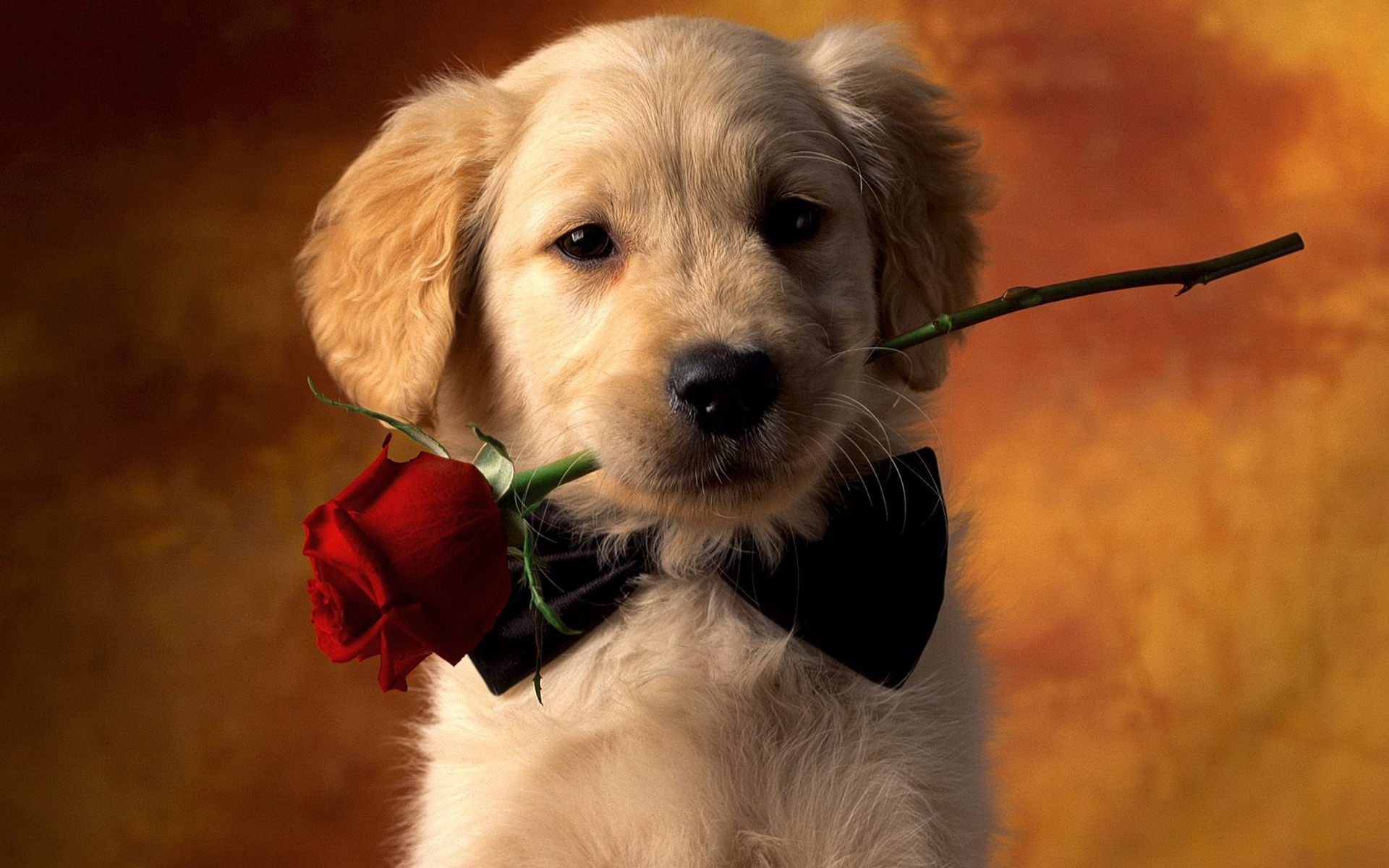con, animales,frases