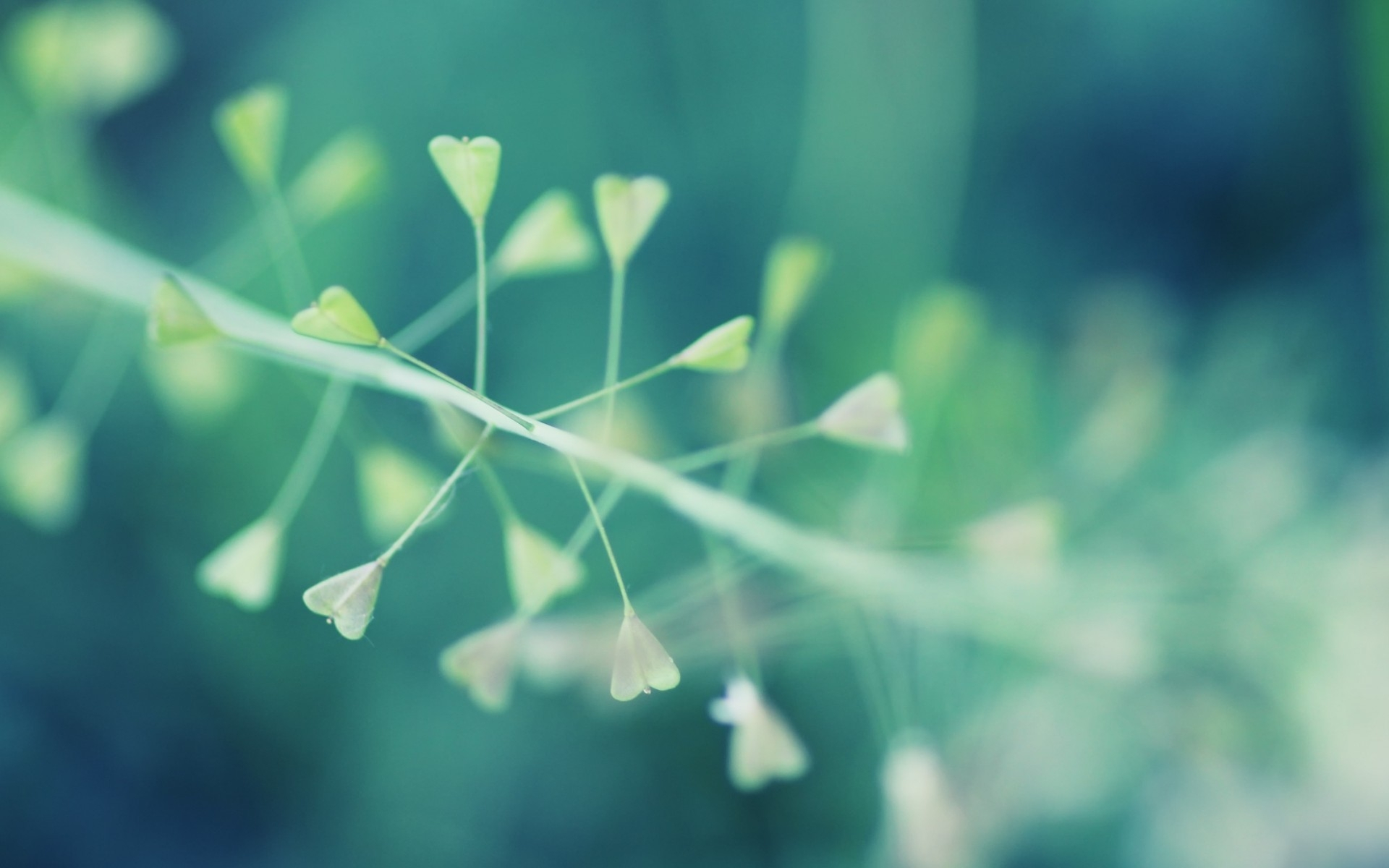 природа, minimalist, images