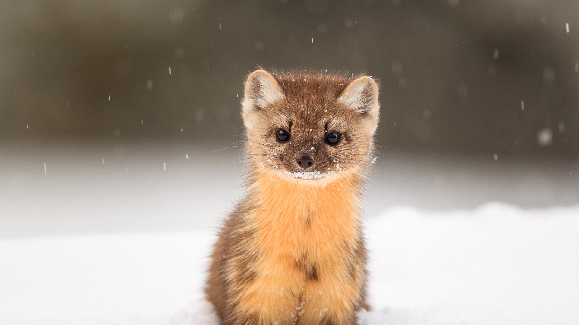 куница, молодежь