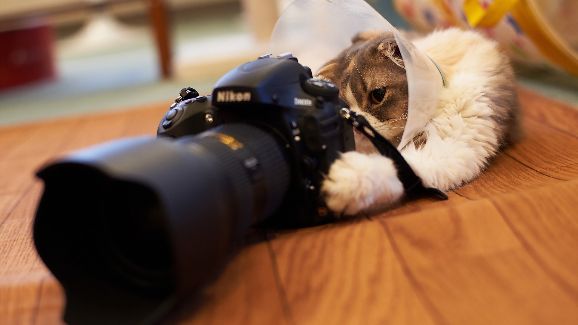 кот, никон, фотоапарат