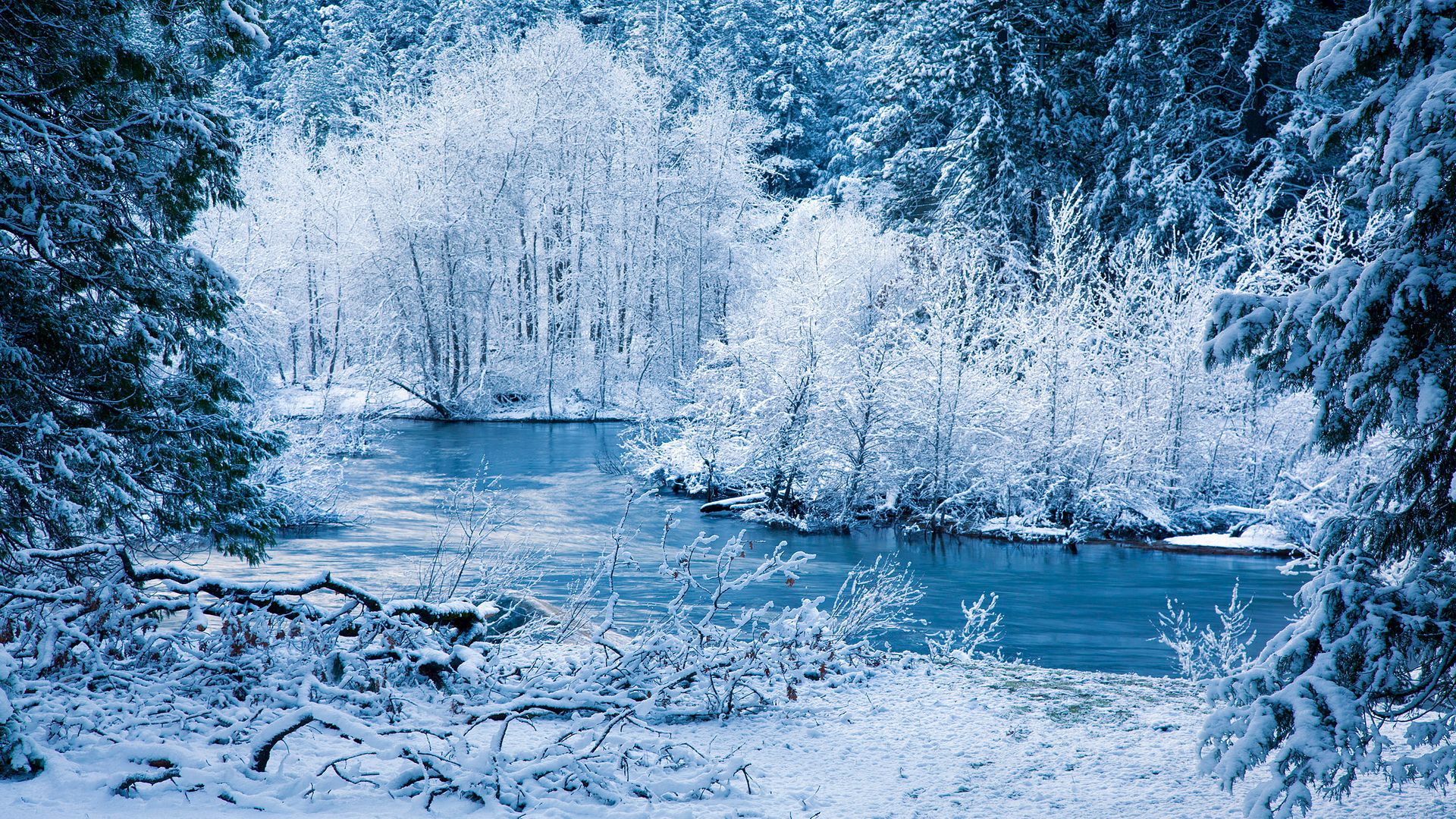 зимняя, сказ, лес