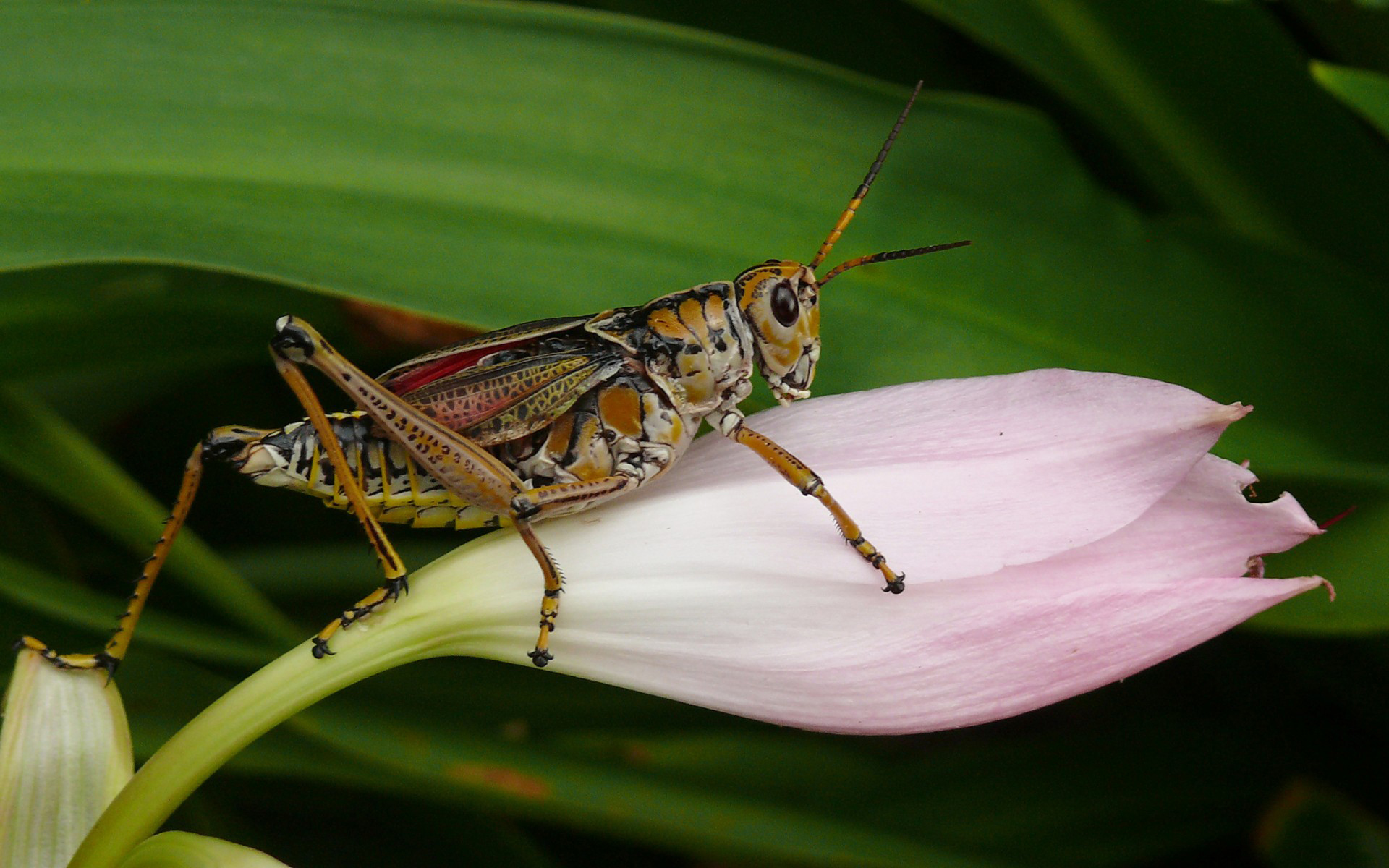 изображение, full, locust