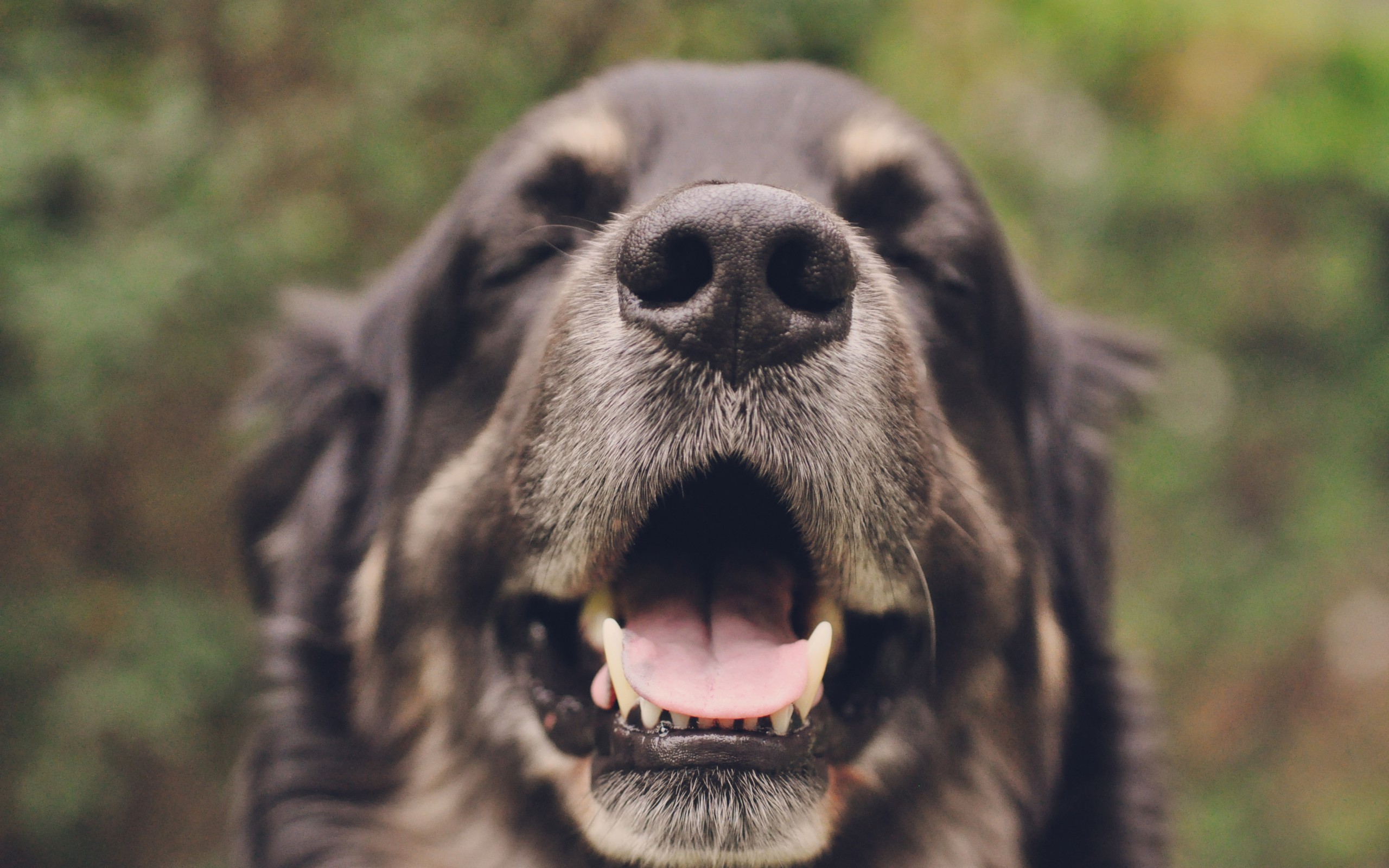cachorro, cães