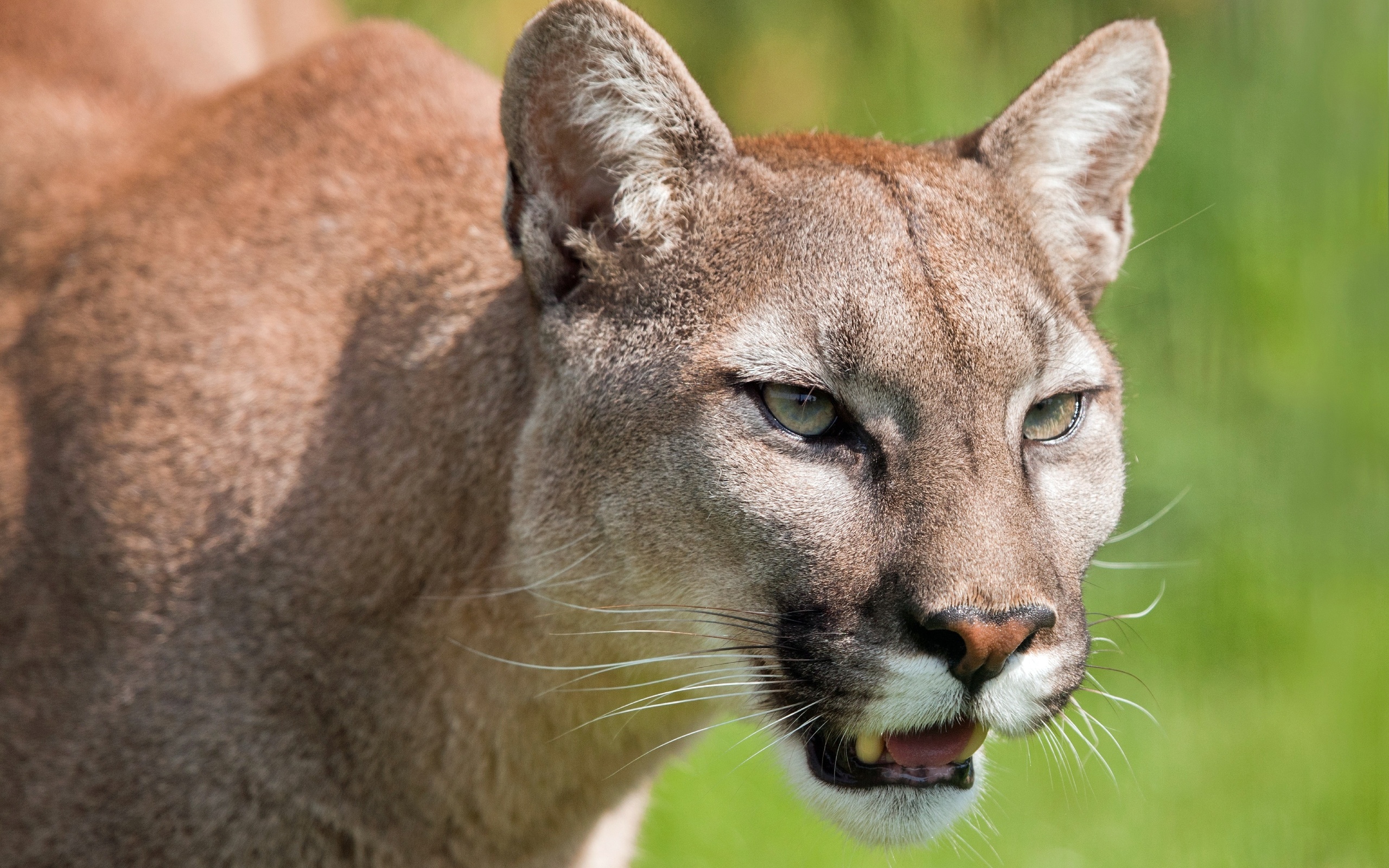 puma, cougar, derro