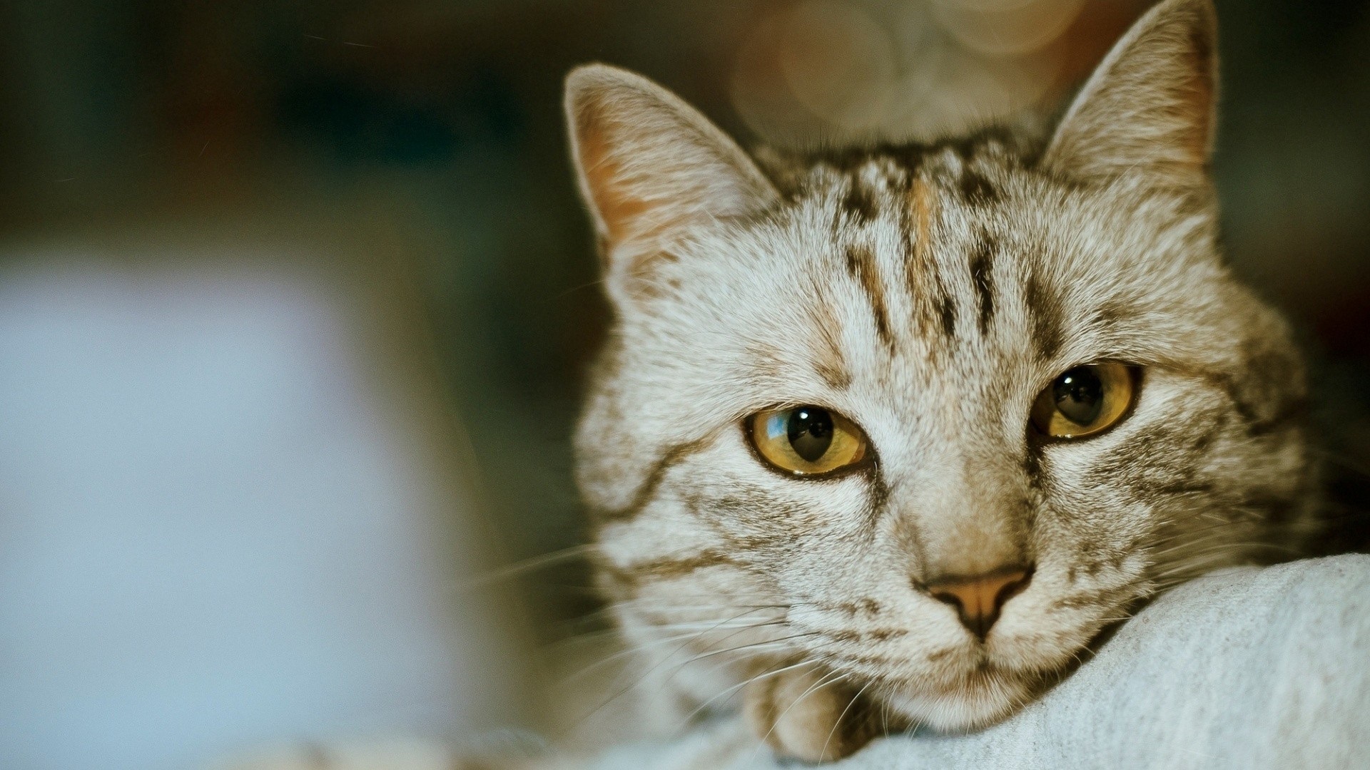 кот