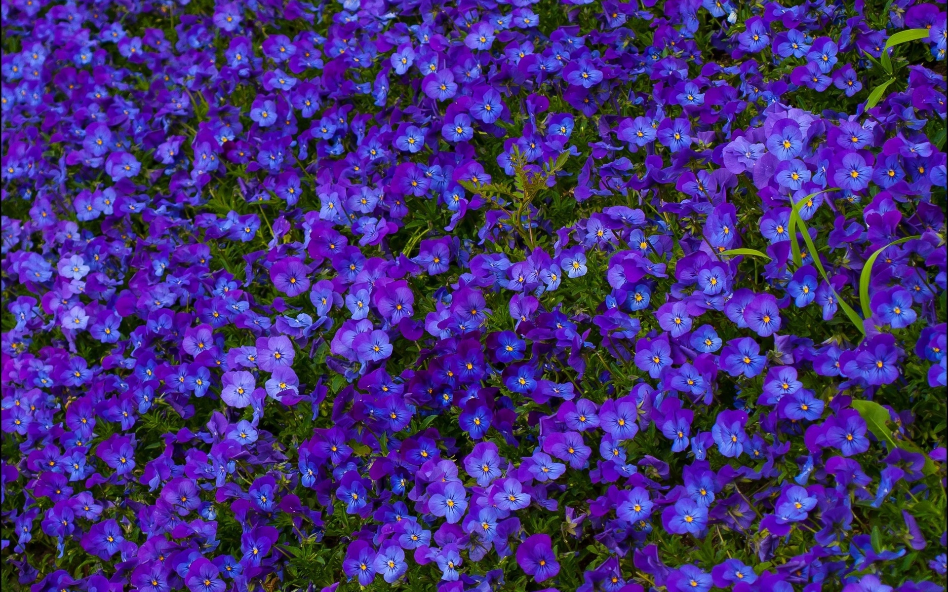 связаны, кишки