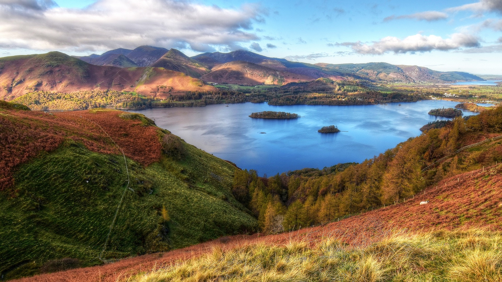cumbrium, inglaterra, floresta