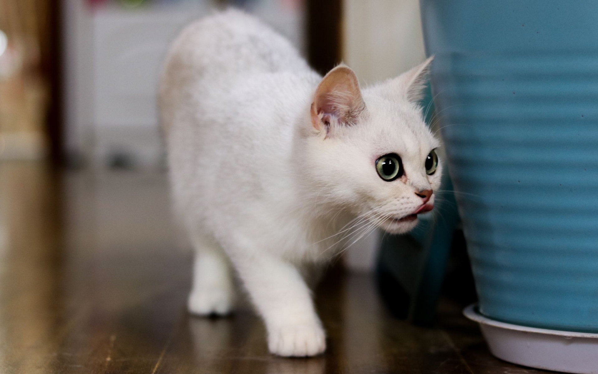 белый, белый