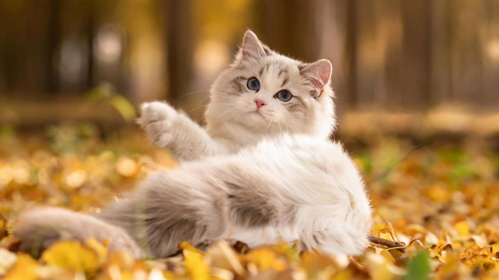 есть кошка, которая лежит в листьях