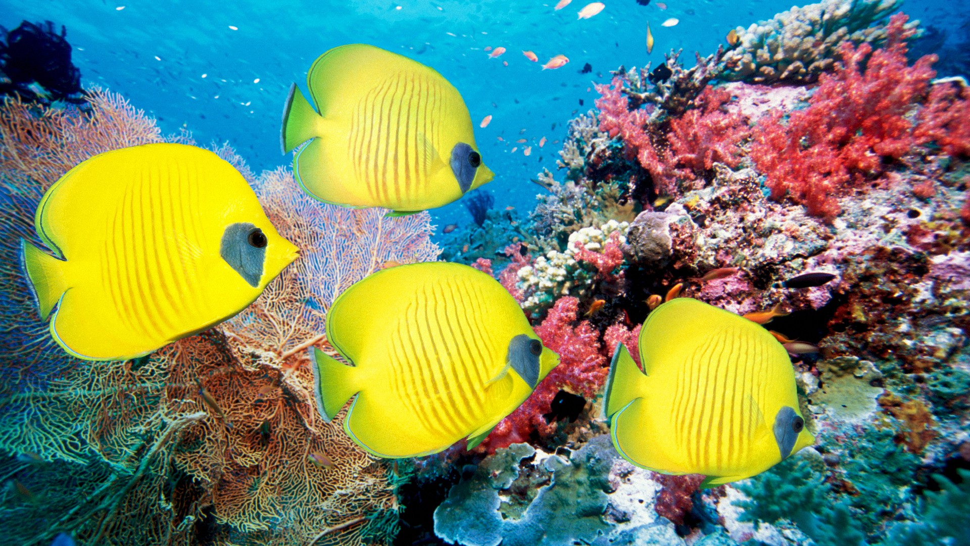 рыбки, кораллы, море