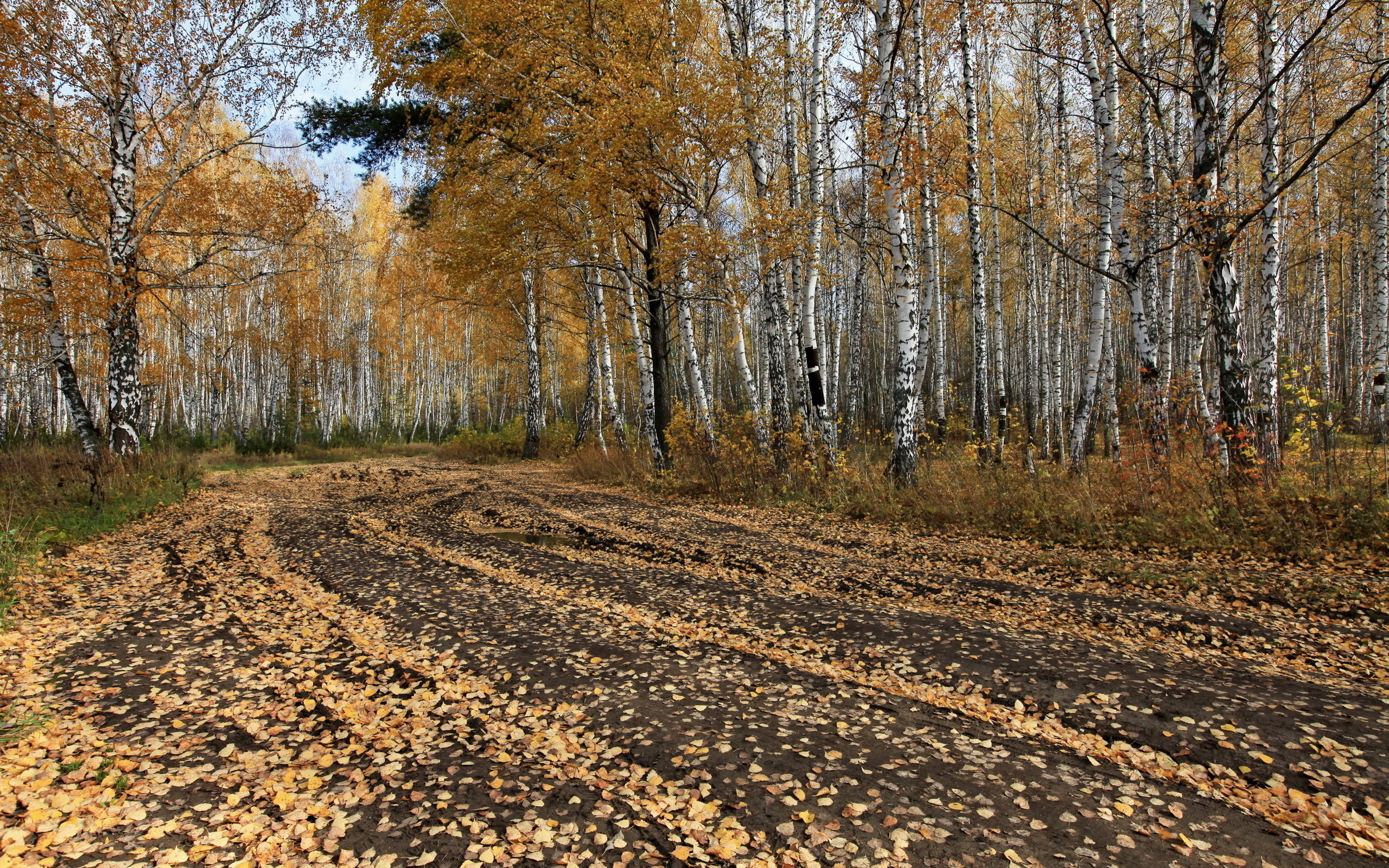 осень, деревя, рисунки