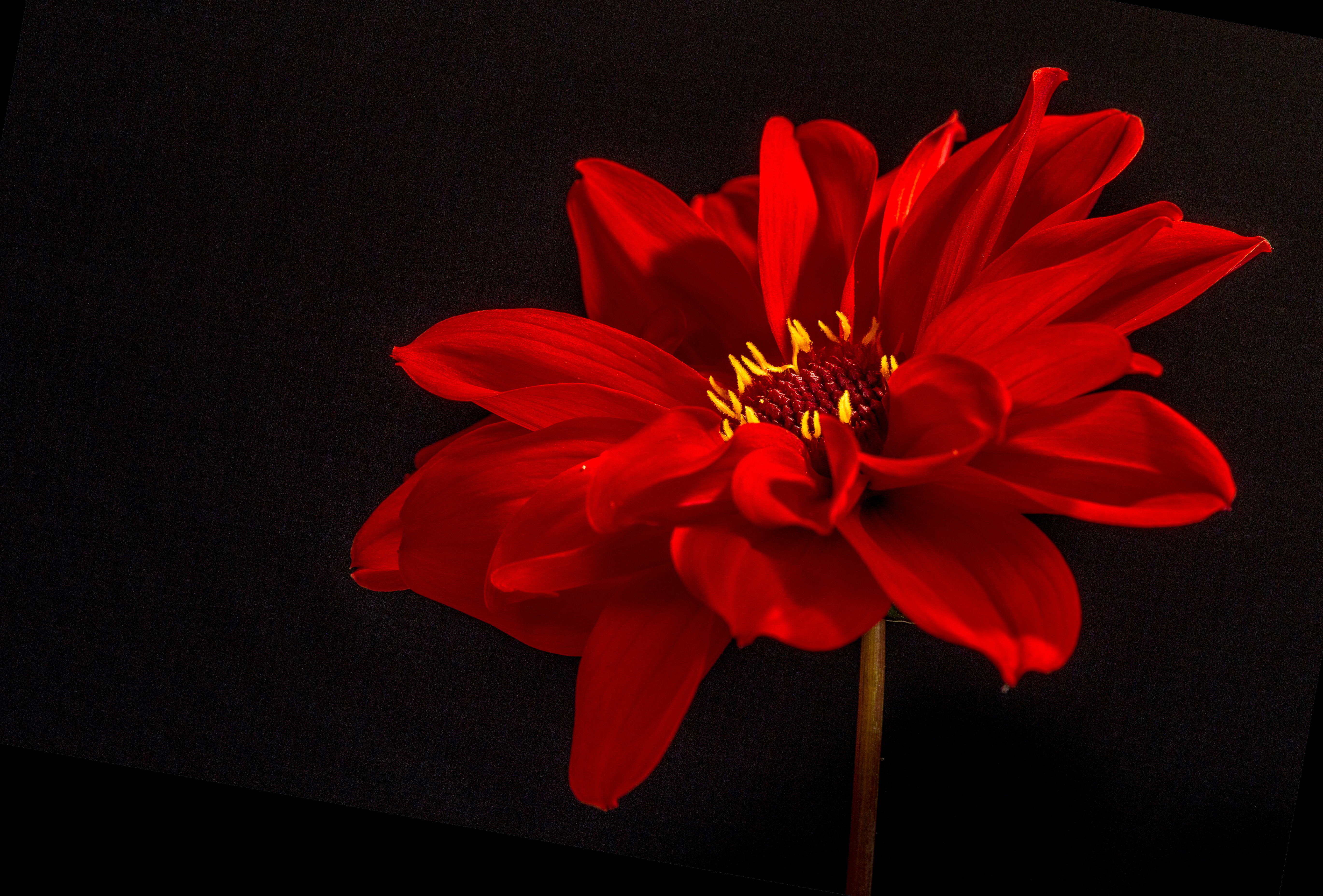 dahlia, пропасть, смартфон