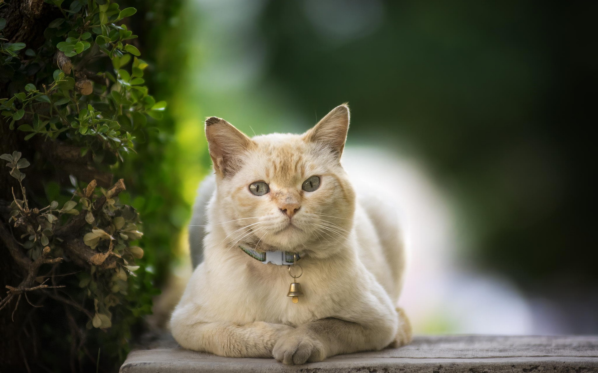 ошейник, кошки, кот