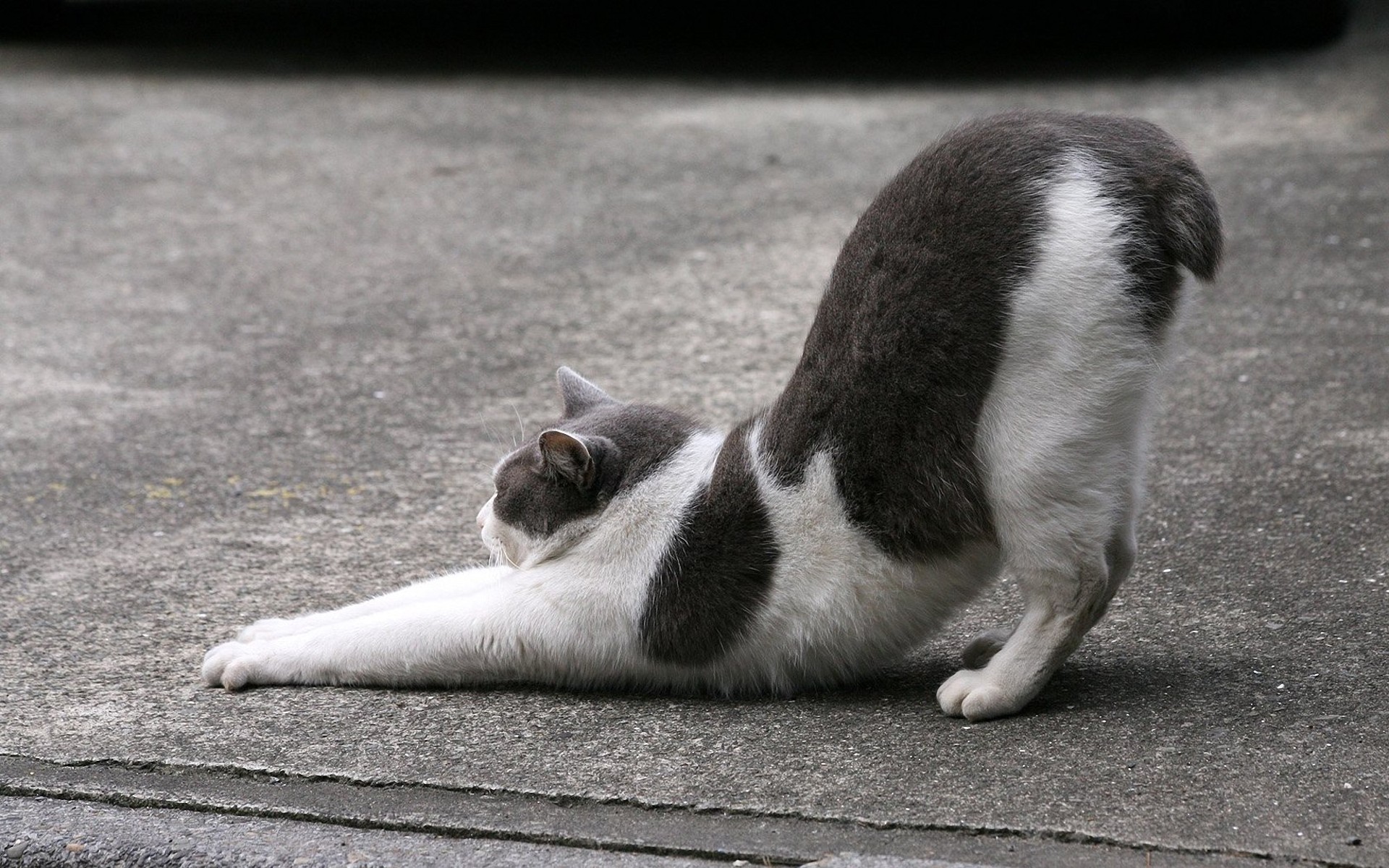 кот, кошки, тянется