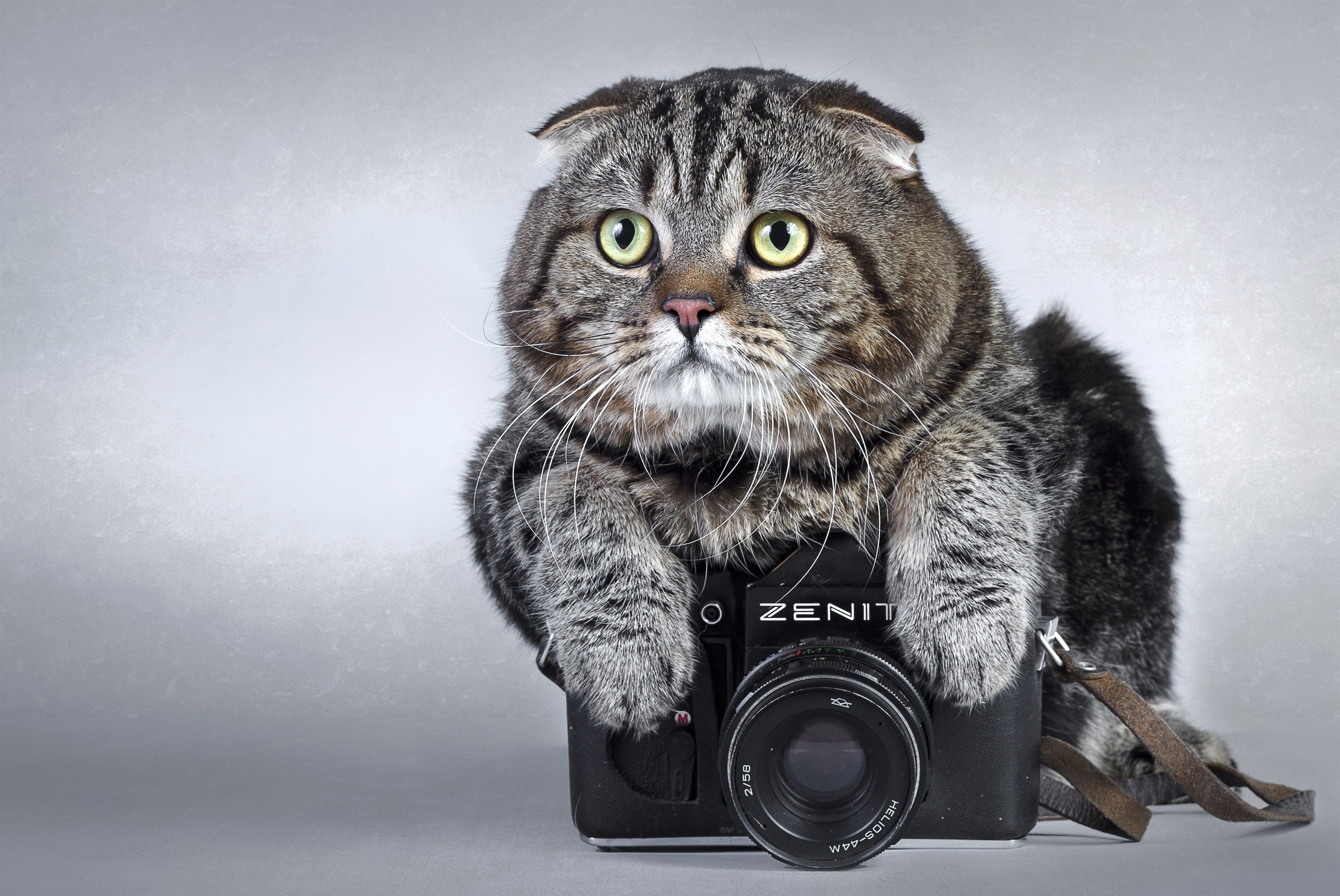 кот, фотоаппарат, залез