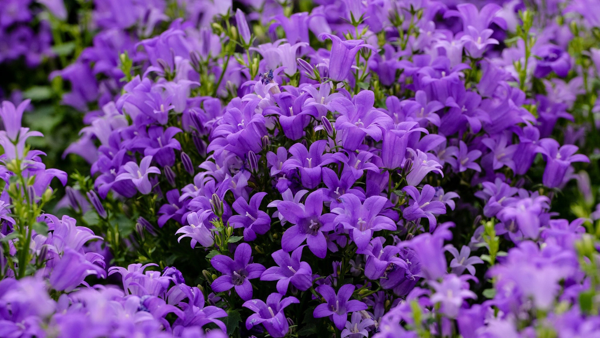 младшие, родные, свободные