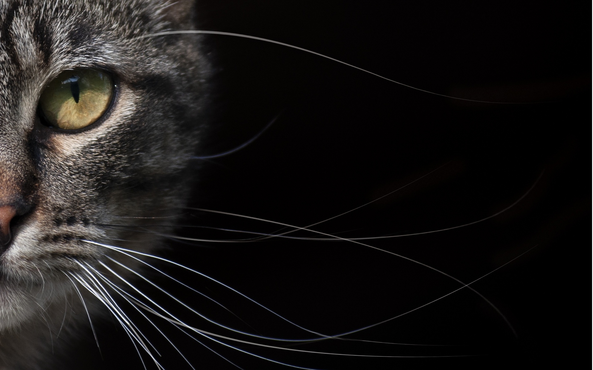 кот