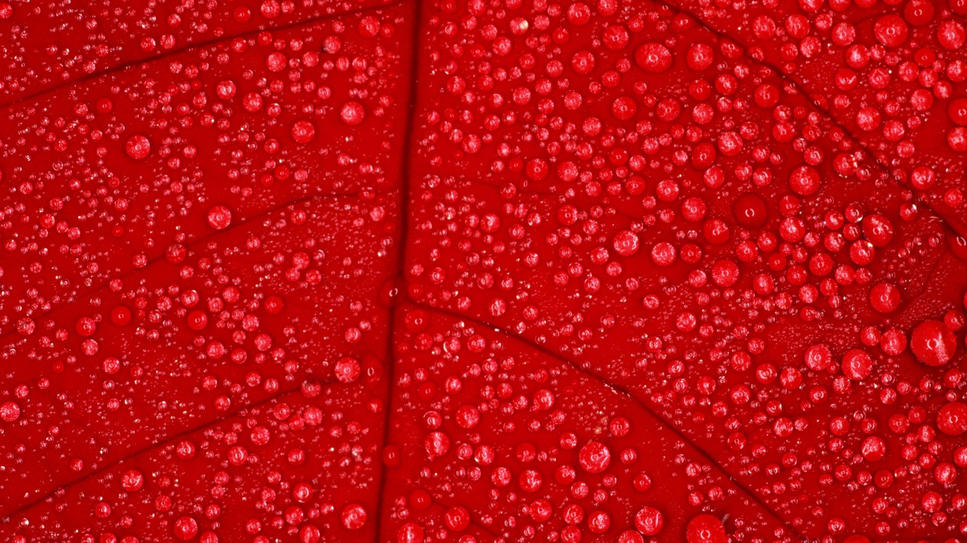 red, красные, лист