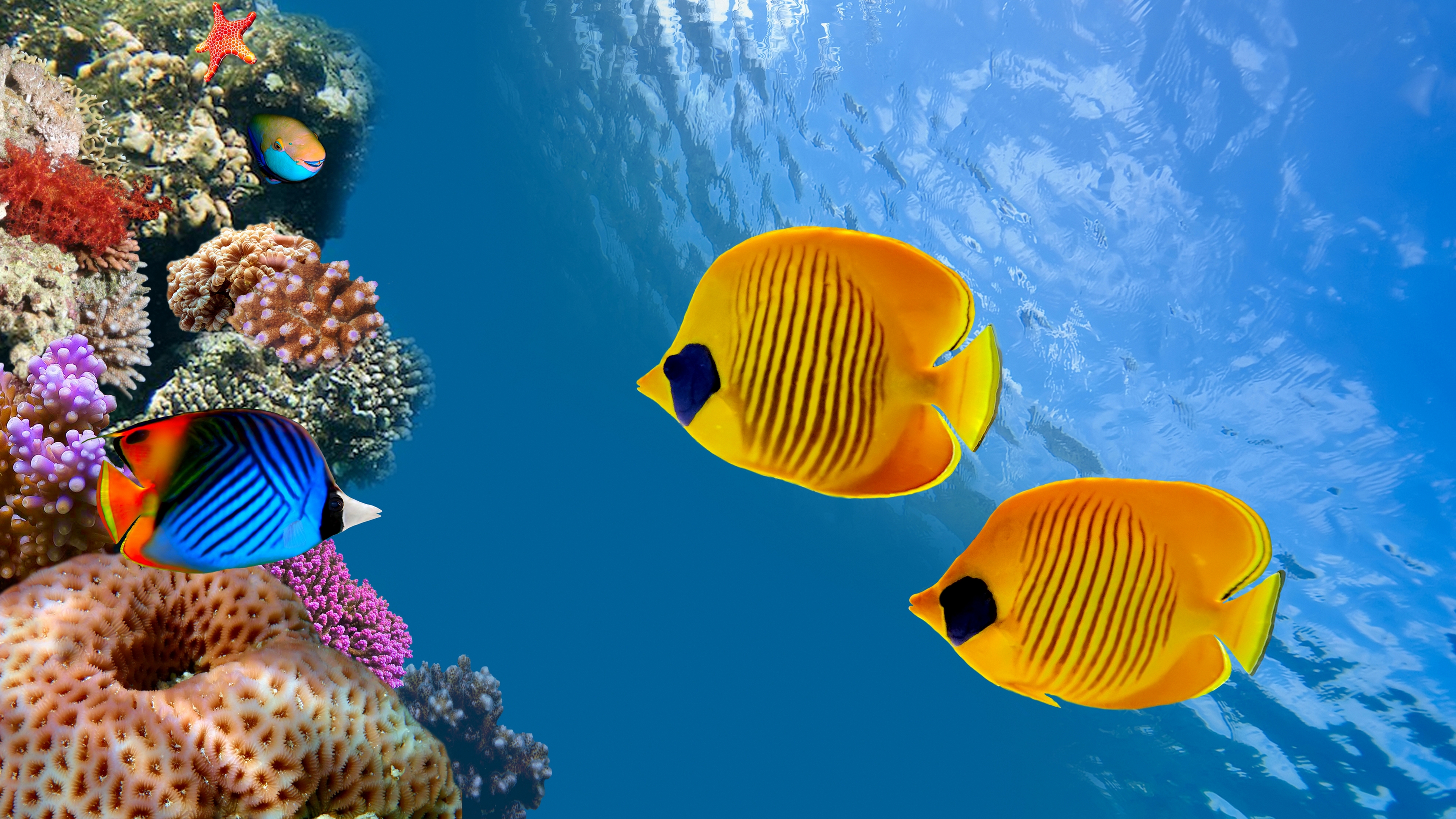 fish, ocean, море
