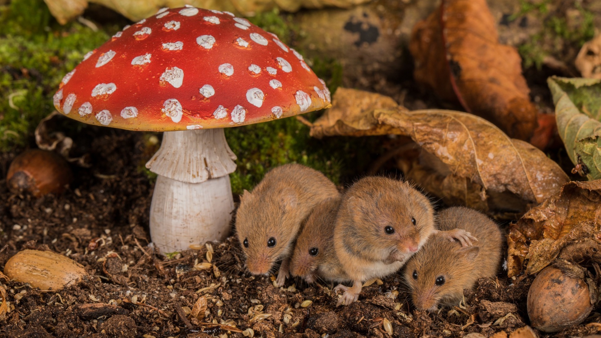 фликер, гриб, изображения