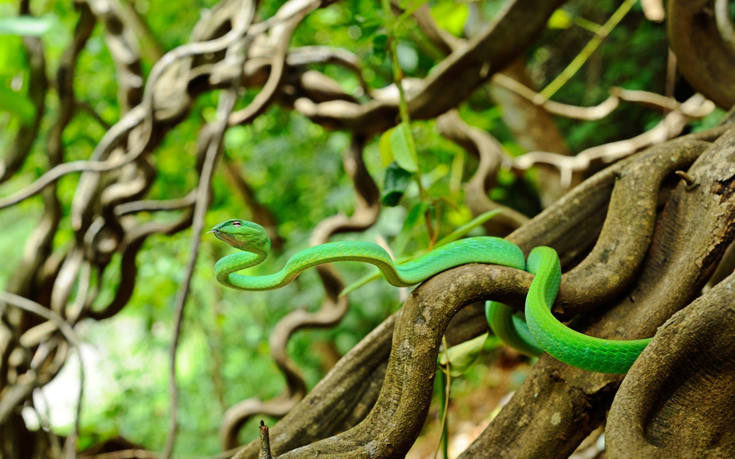 змея растительность скачать