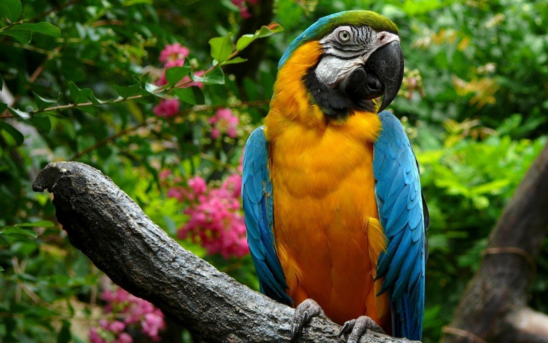 macaw, почерпнув